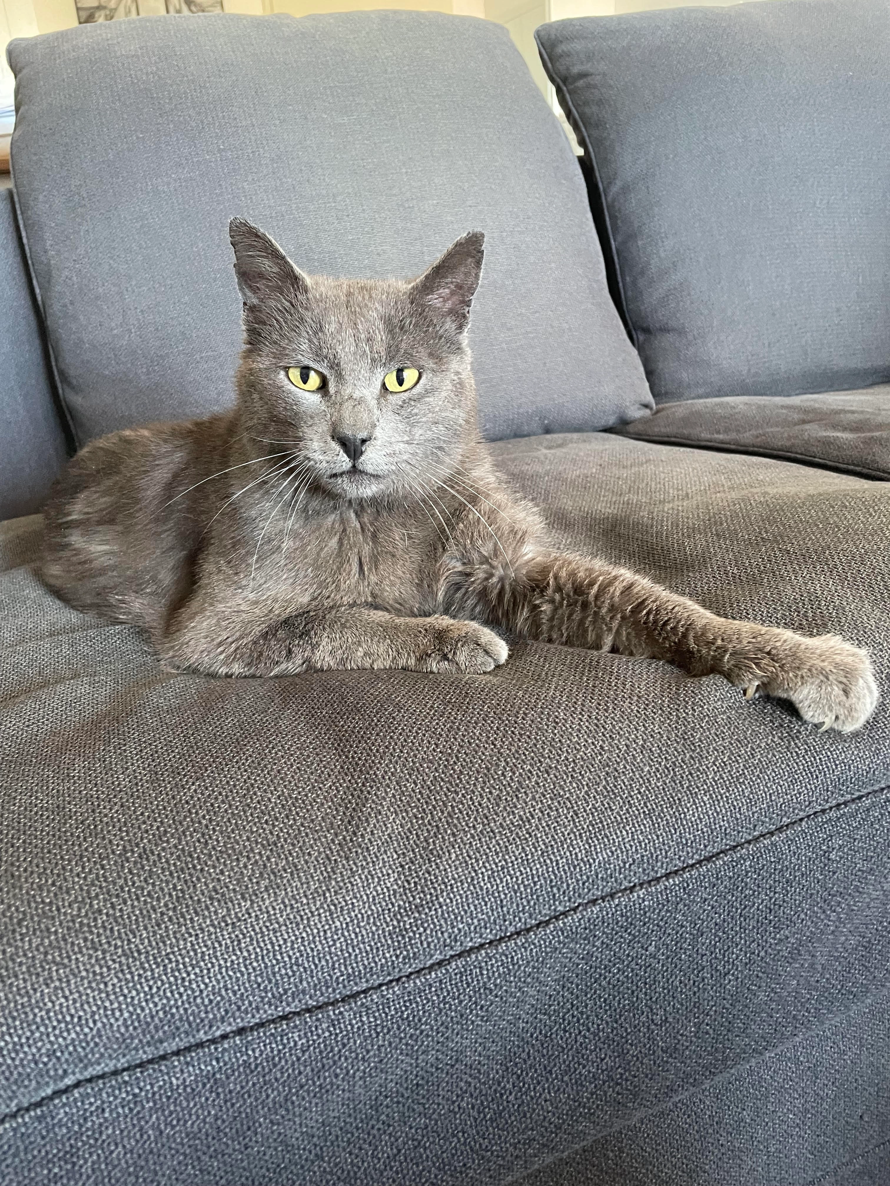 minoucha - Route De Roquemaure, Tavel