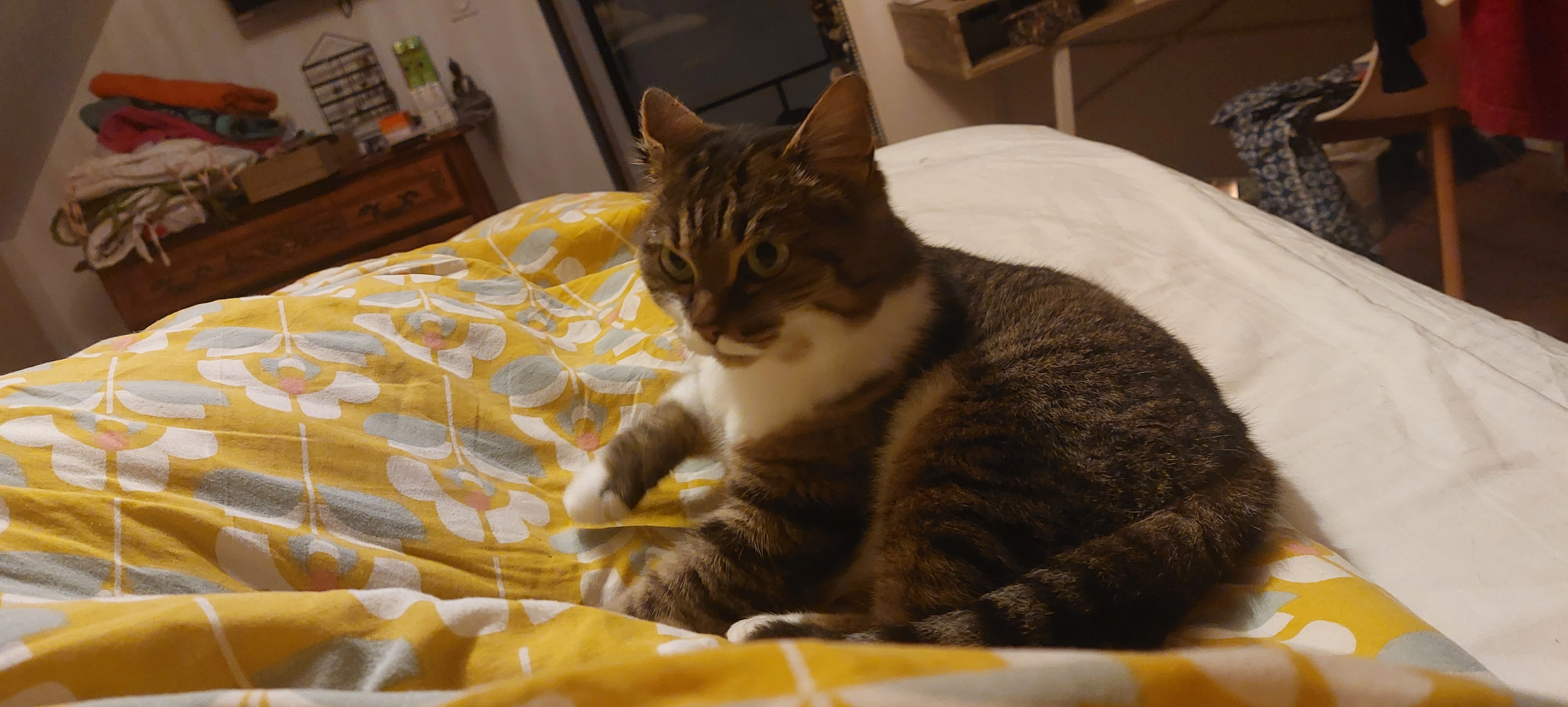 La petite  - Crellin, Ploudaniel