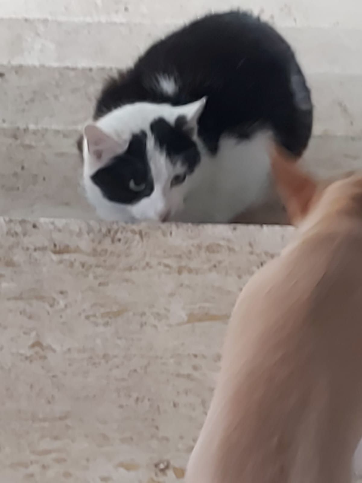 Kodi und schneewittchen - Kirchweg, Neunburg vorm Wald