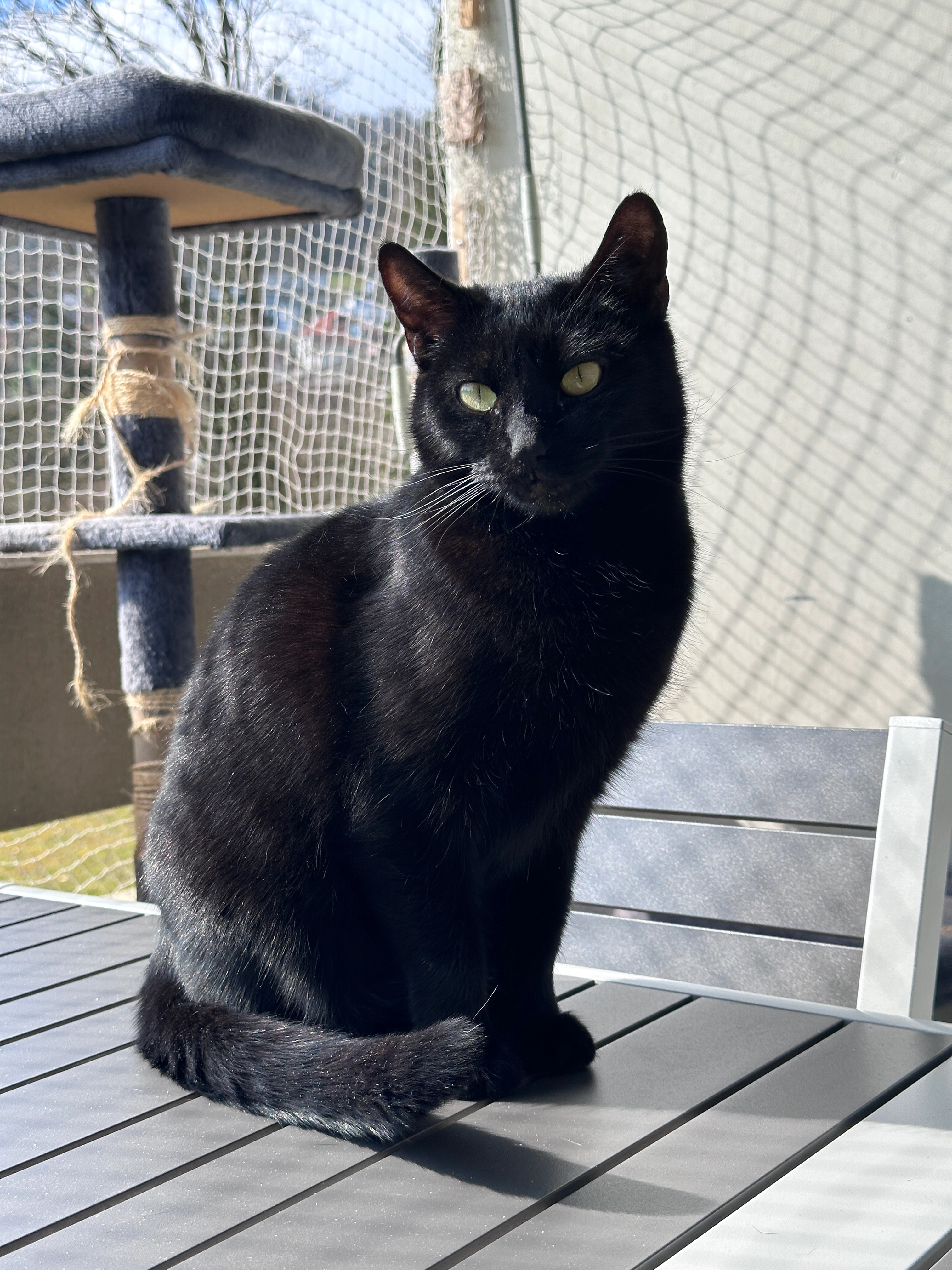 Charlie - Untere Dorfstrasse 13, Rudolfstetten-Friedlisberg