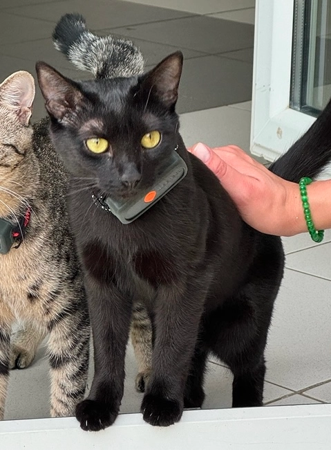  Pepper  - 5 Rue de la Souffel, Wiwersheim