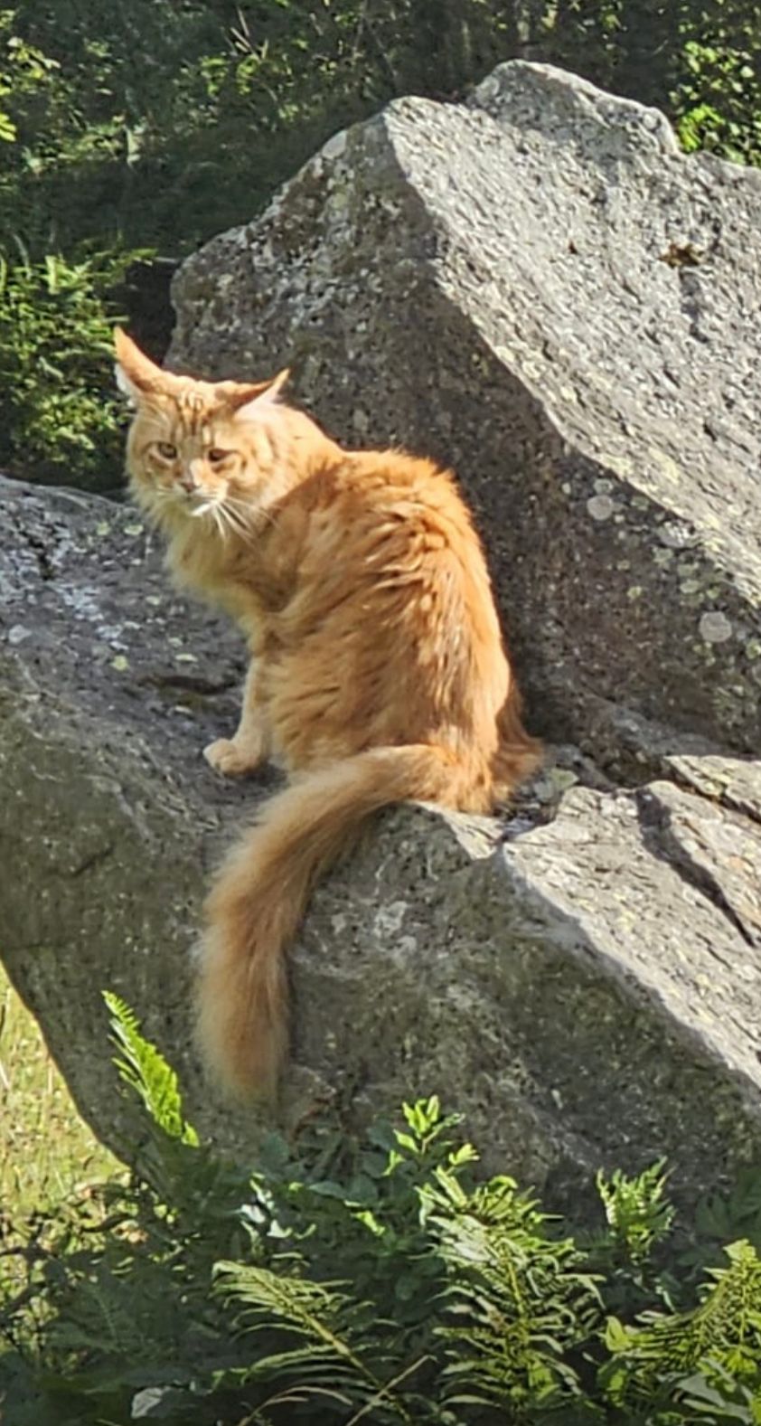 Lulu - Chemin des Grassonnets, Chamonix-Mont-Blanc