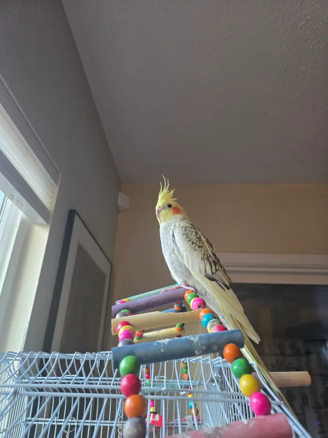 Diva - Parkfield Court, Sacramento