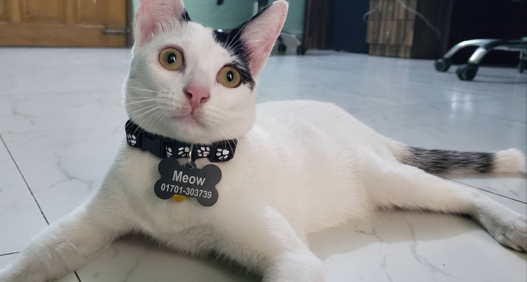 meow - Khilgaon Thana, Dhaka