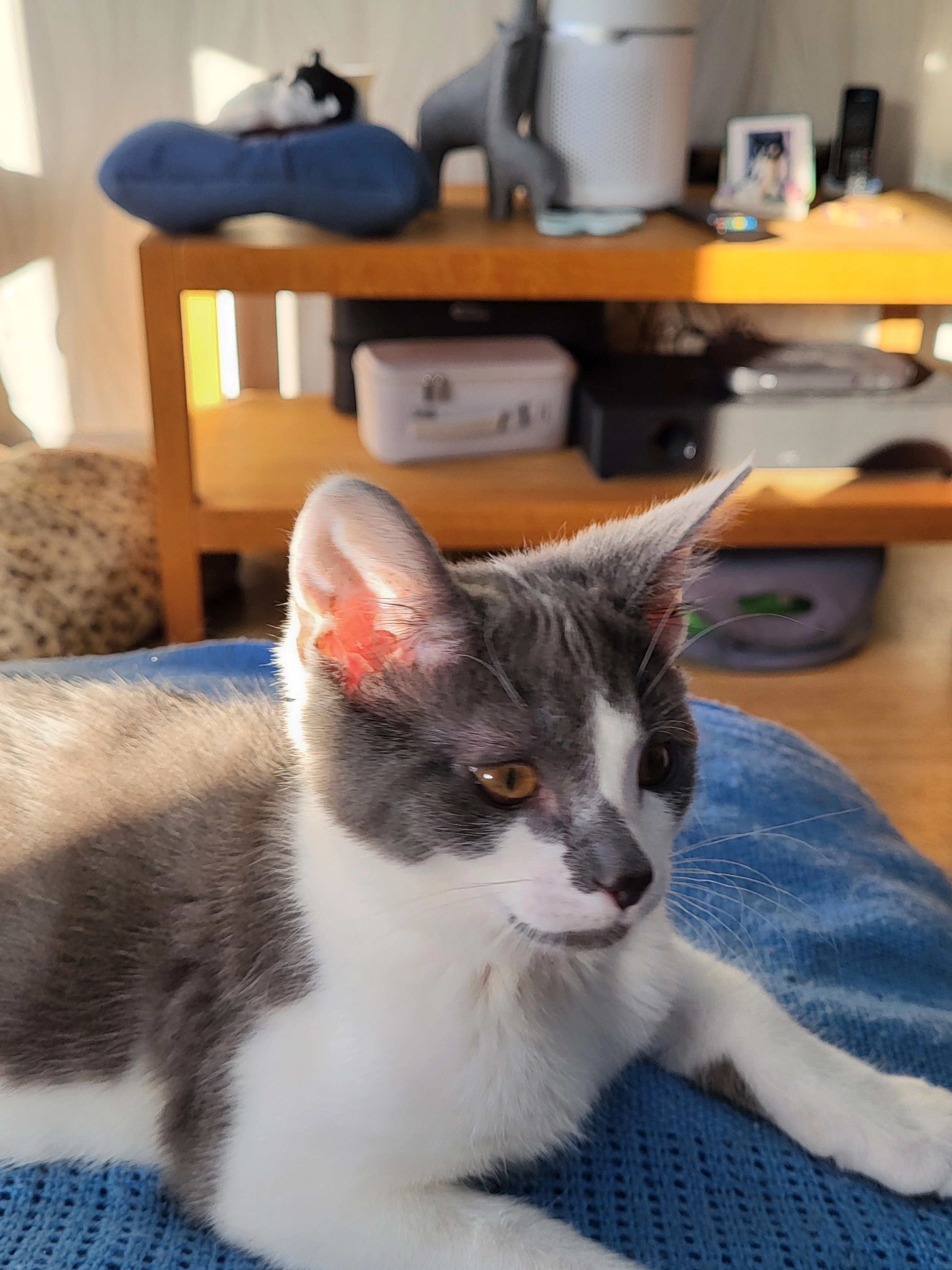 Simber - Sweet Chestnut Grove, Telford