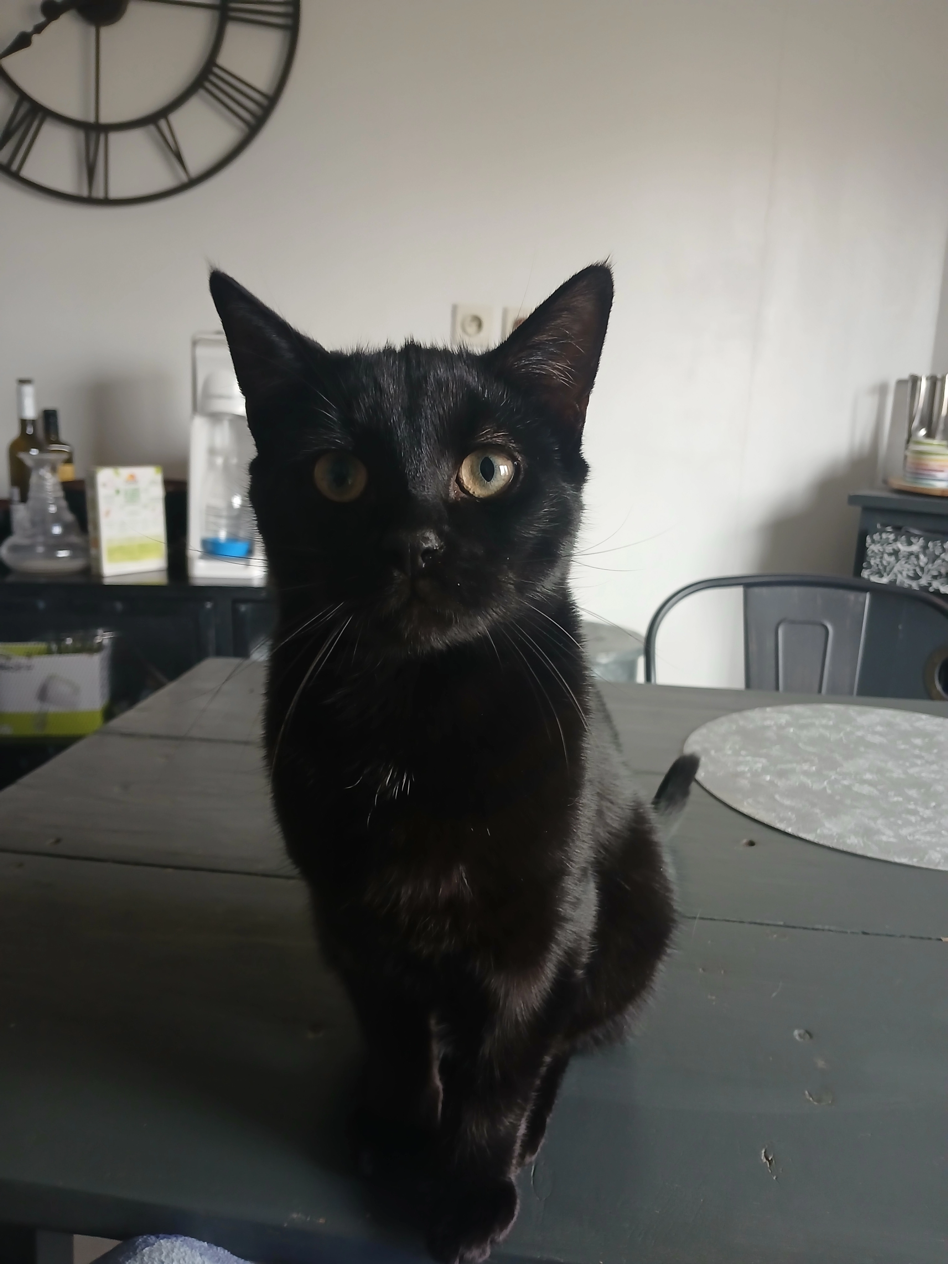 Kuro ou titi - D38, Barbâtre