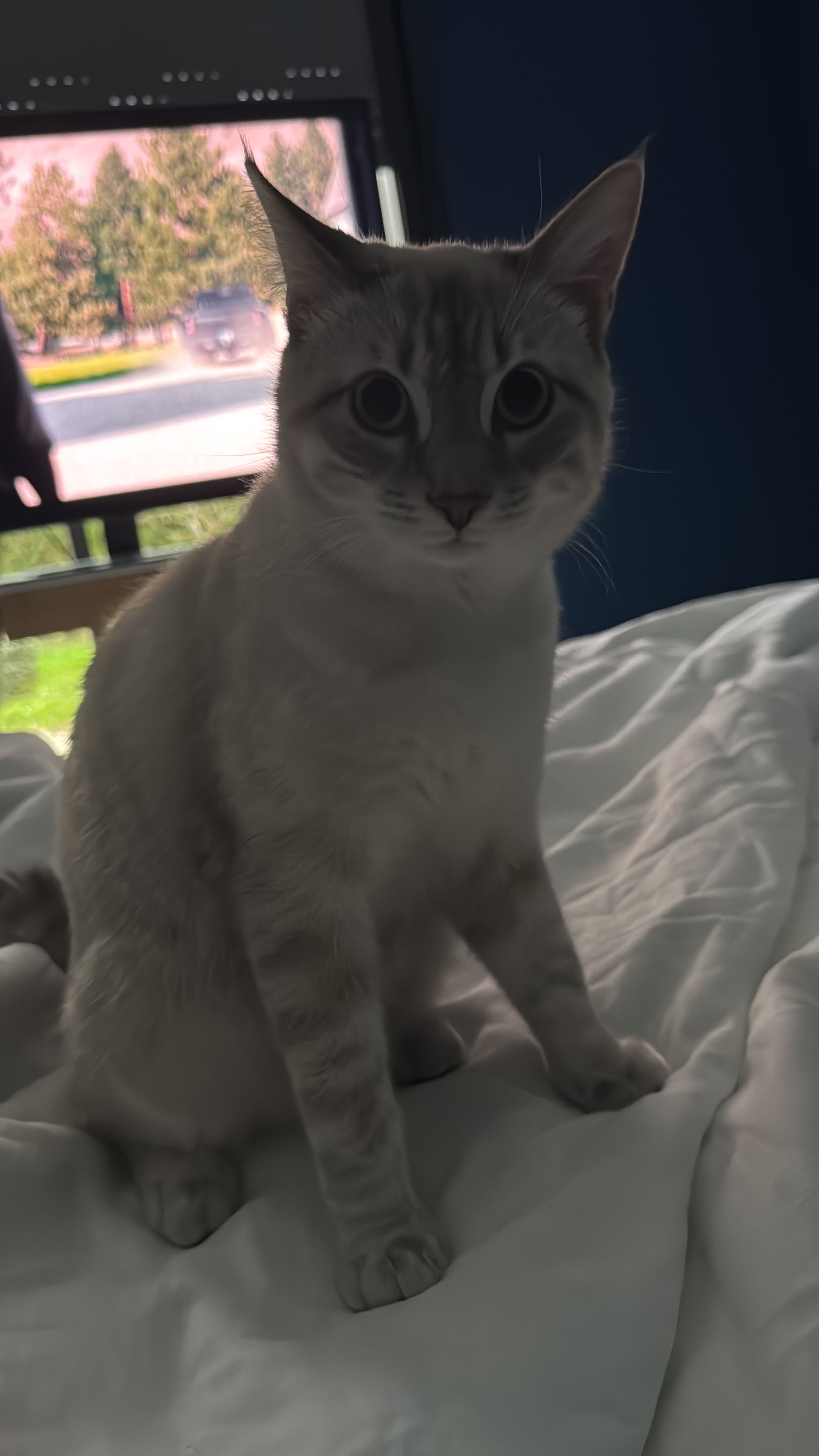 Yuki - Route De Condom, Estillac