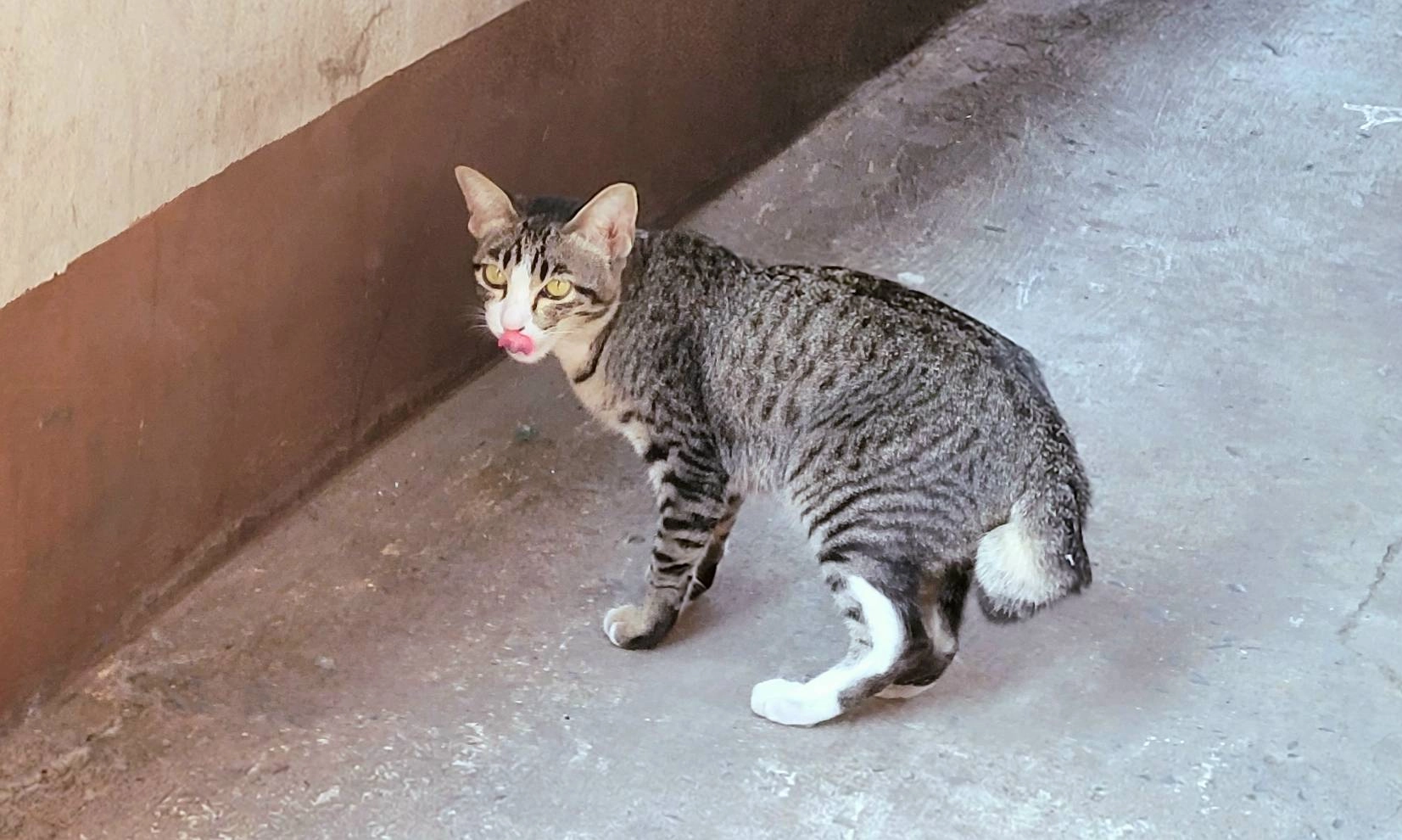 Mommy - Chan Rd, soi 16 Yeak 18-3, sathon, yannawa , Bangkok