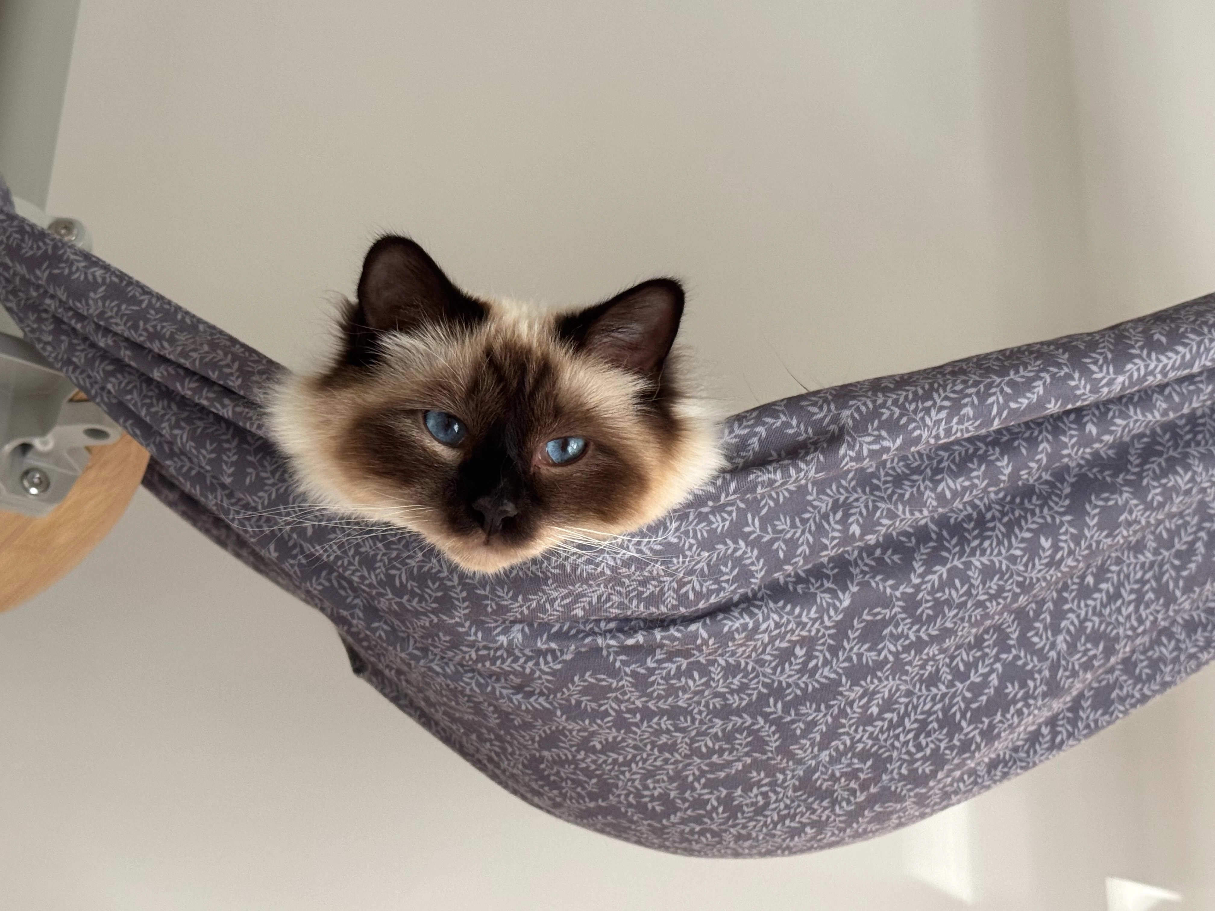 Goose - EX5 3, Exeter