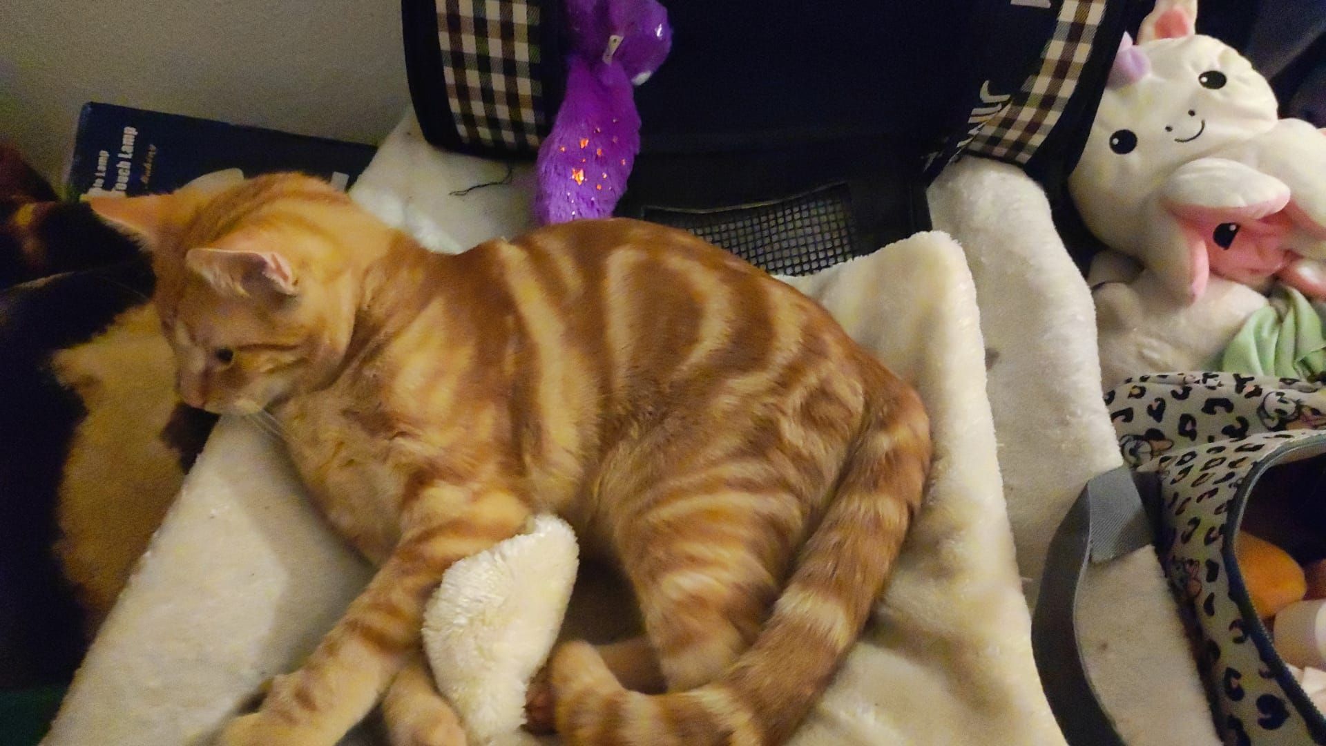 Simba  - Langer Steinweg, Helmstedt