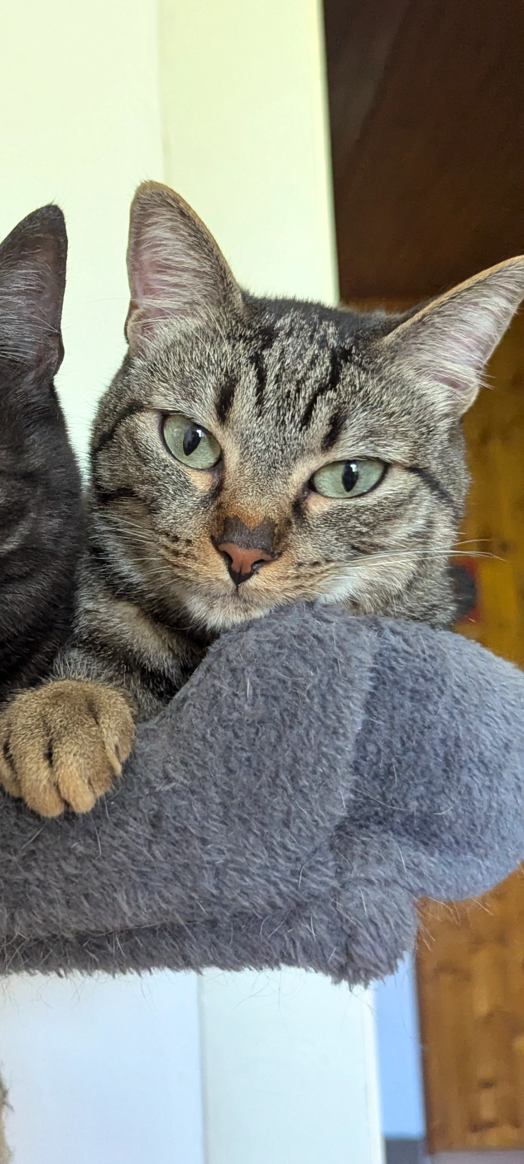 Anakin - Via Vittorio Alfieri, Piombino