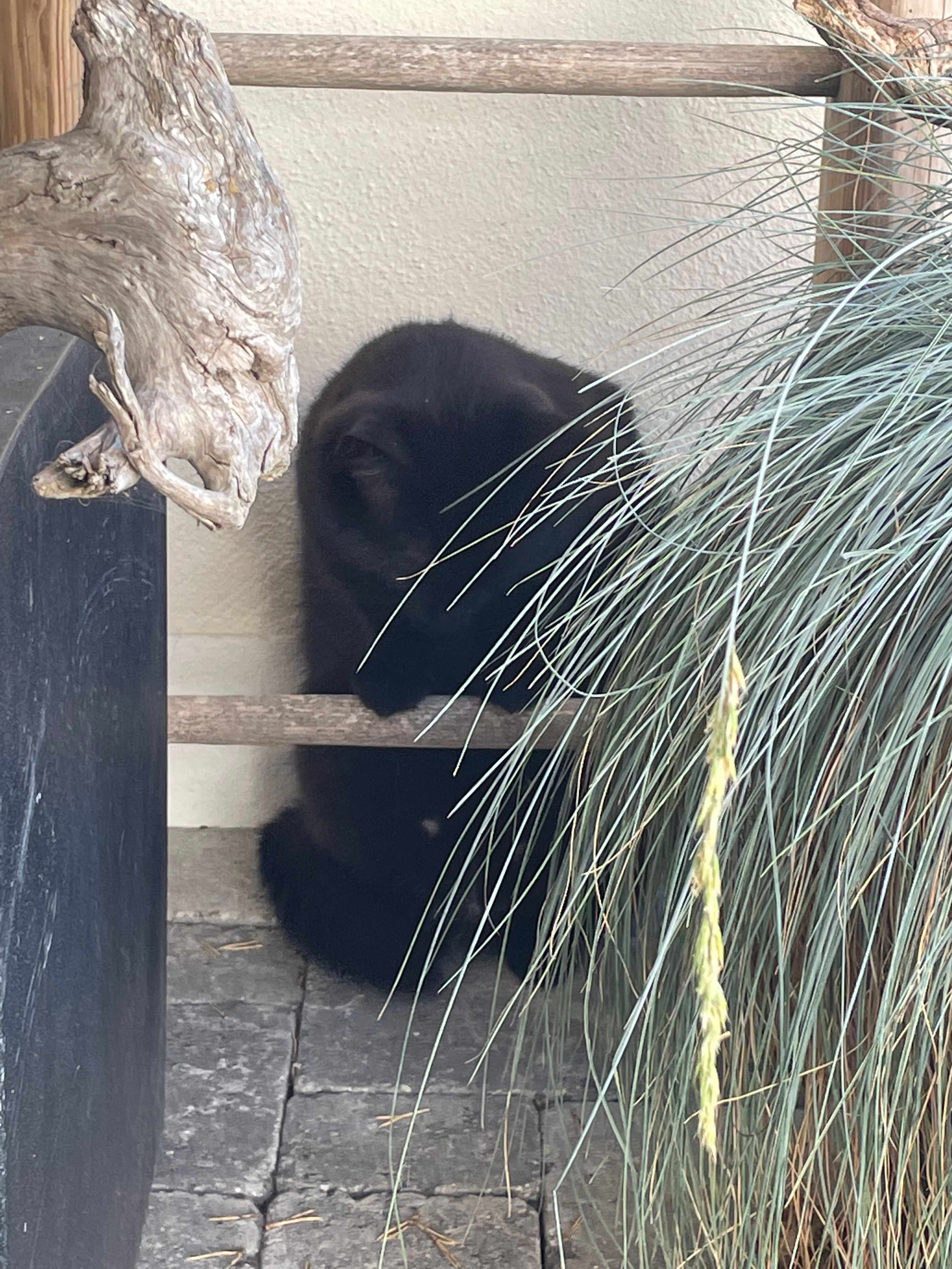 Momo - Schönenbuchstrasse, Schwyz