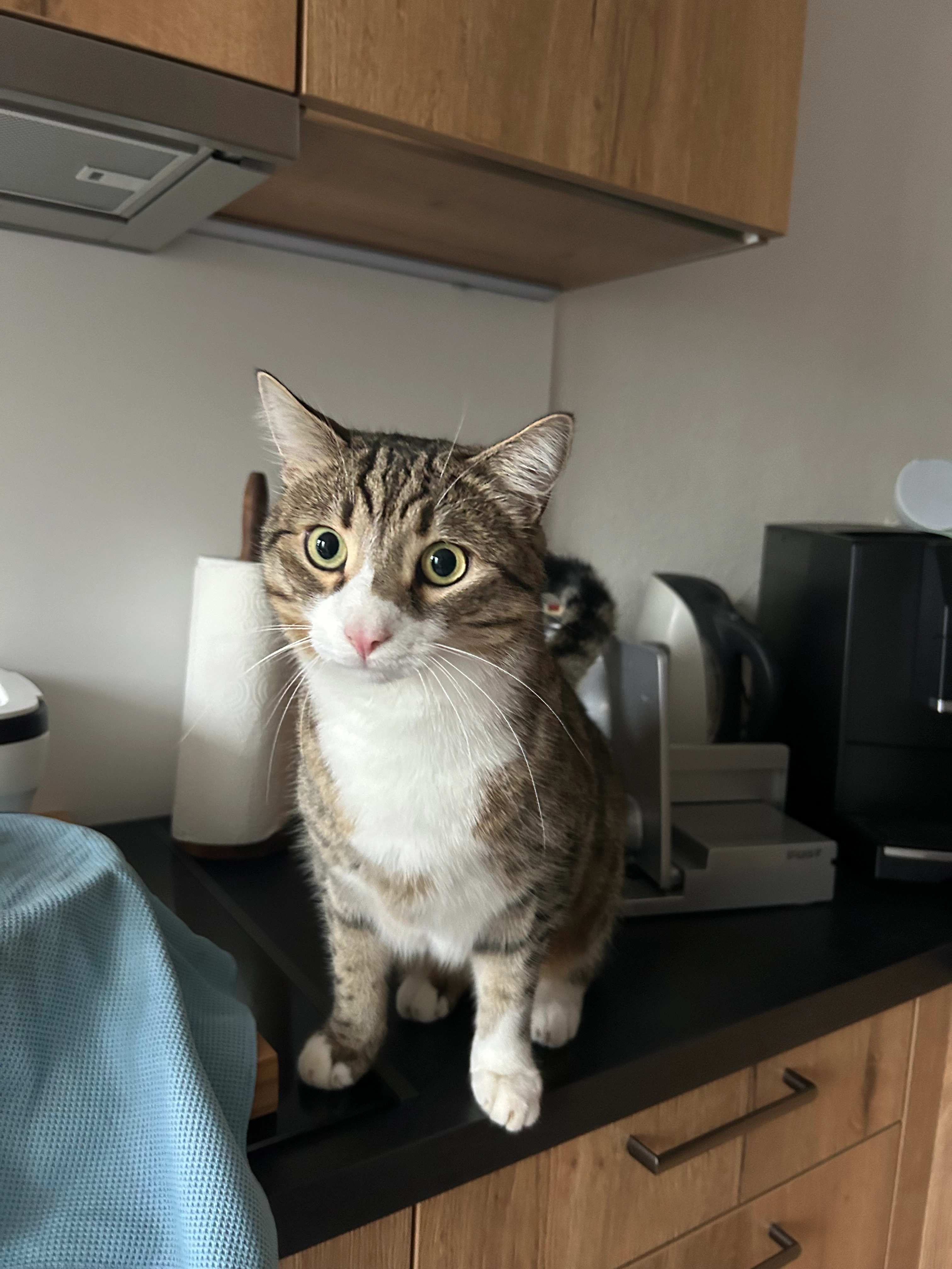 Rocky - Bürchau , Kleines Wiesental