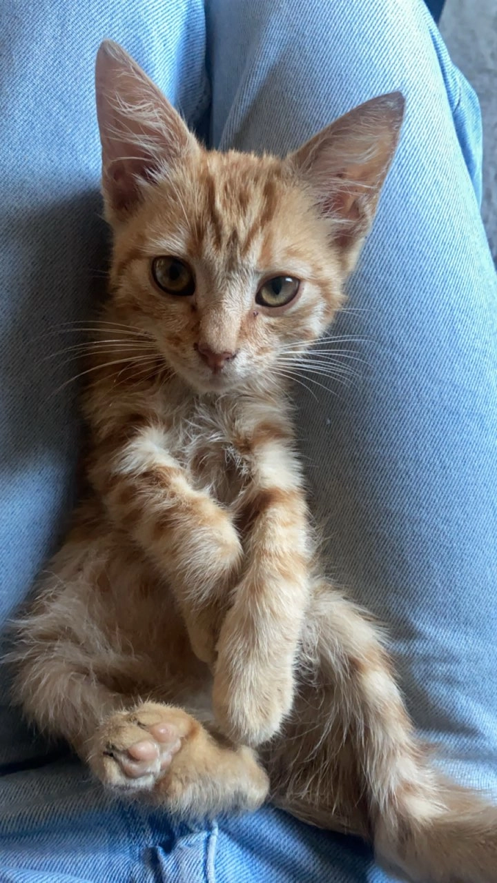 Leon  - 400 Chemin de Lantime, Lagraulet-Saint-Nicolas