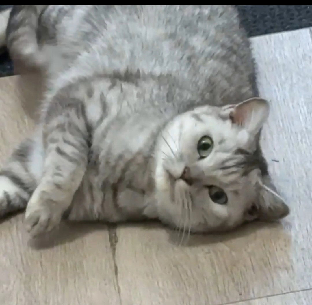 Numi  - Schoener, Lelystad