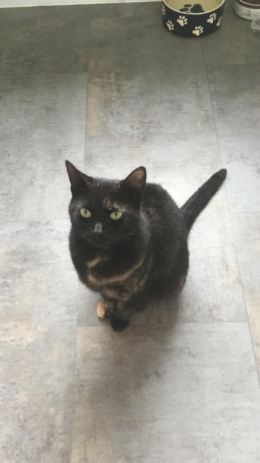 Summer - Thrush Road, Attleborough