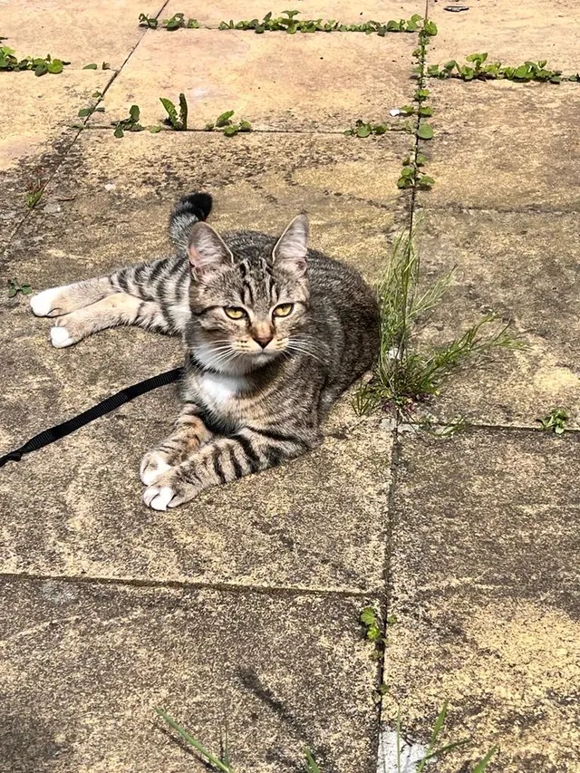 Cat - South Street, Redditch