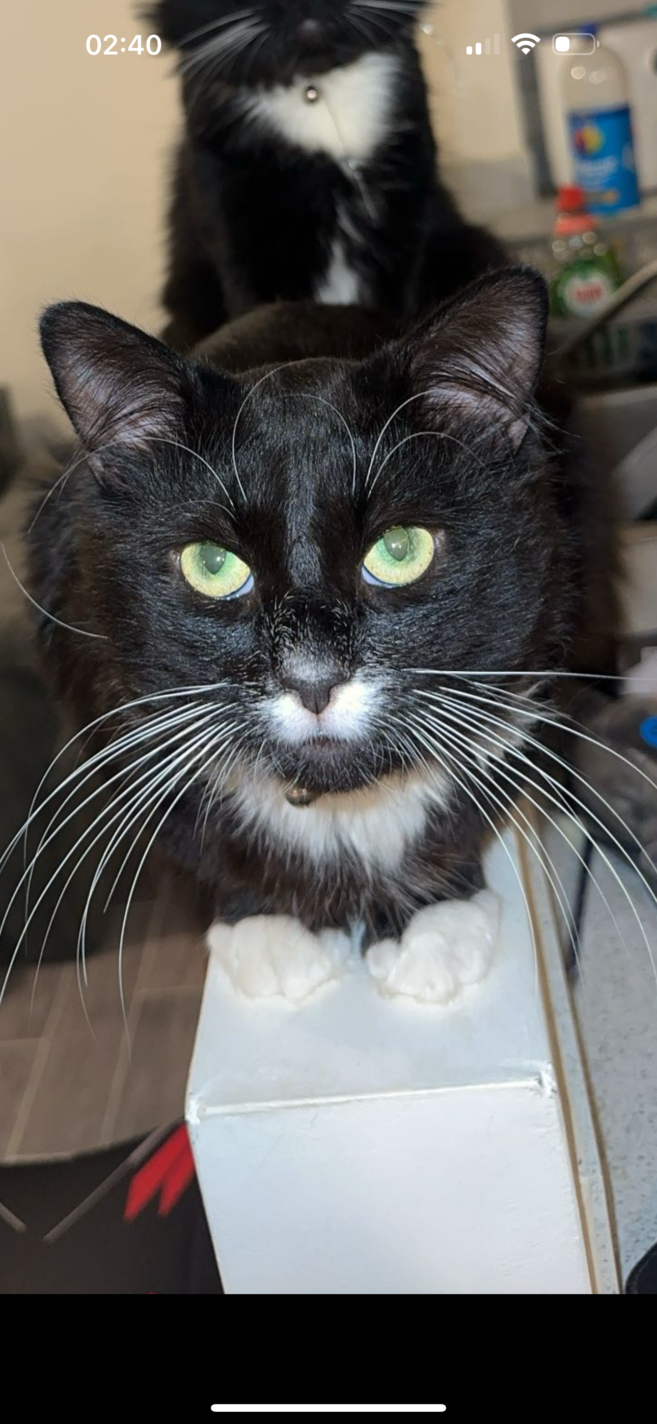 Squidy - Saturn Drive, Chester