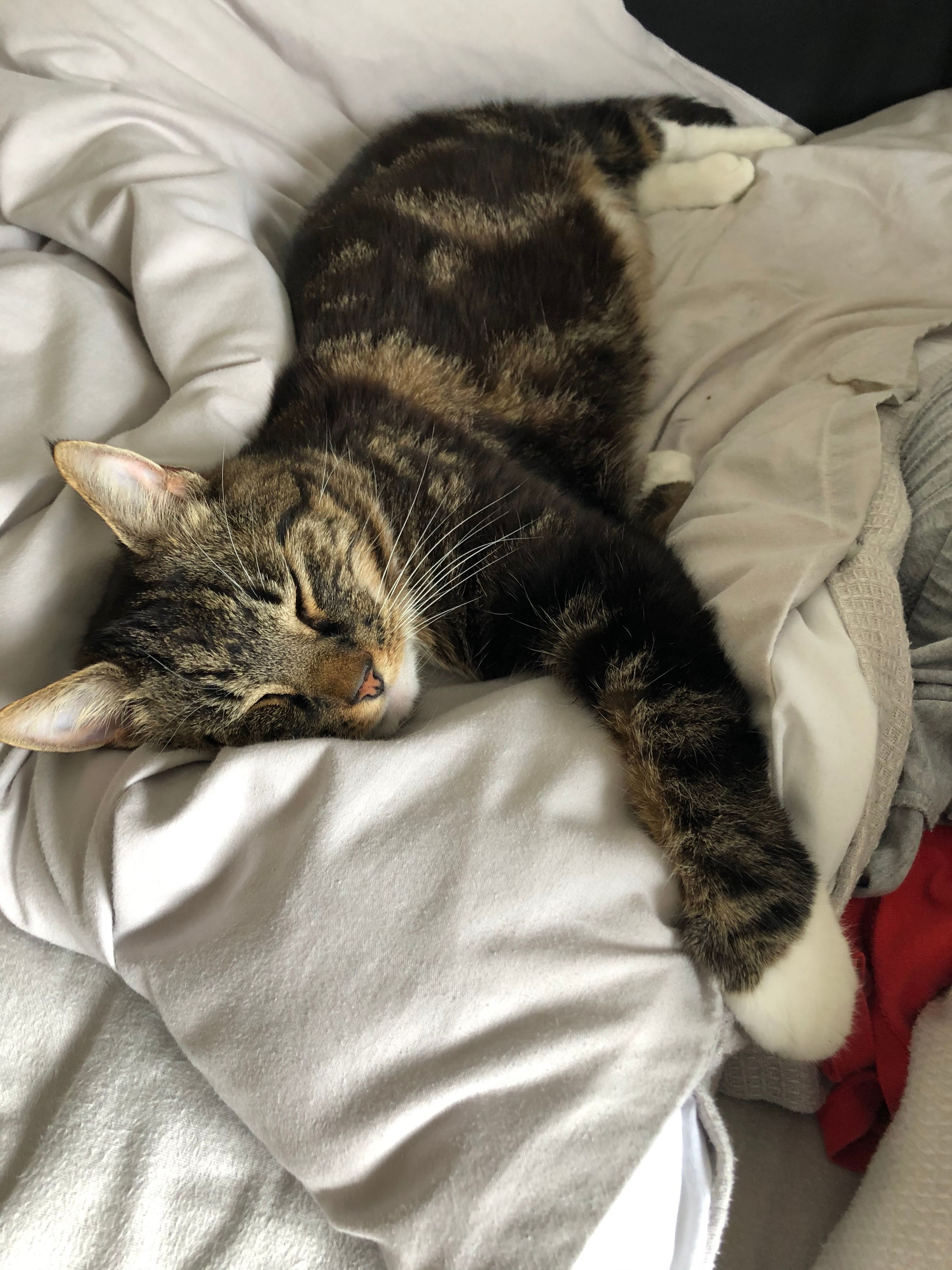 Harley - Tolcarne Road, Camborne