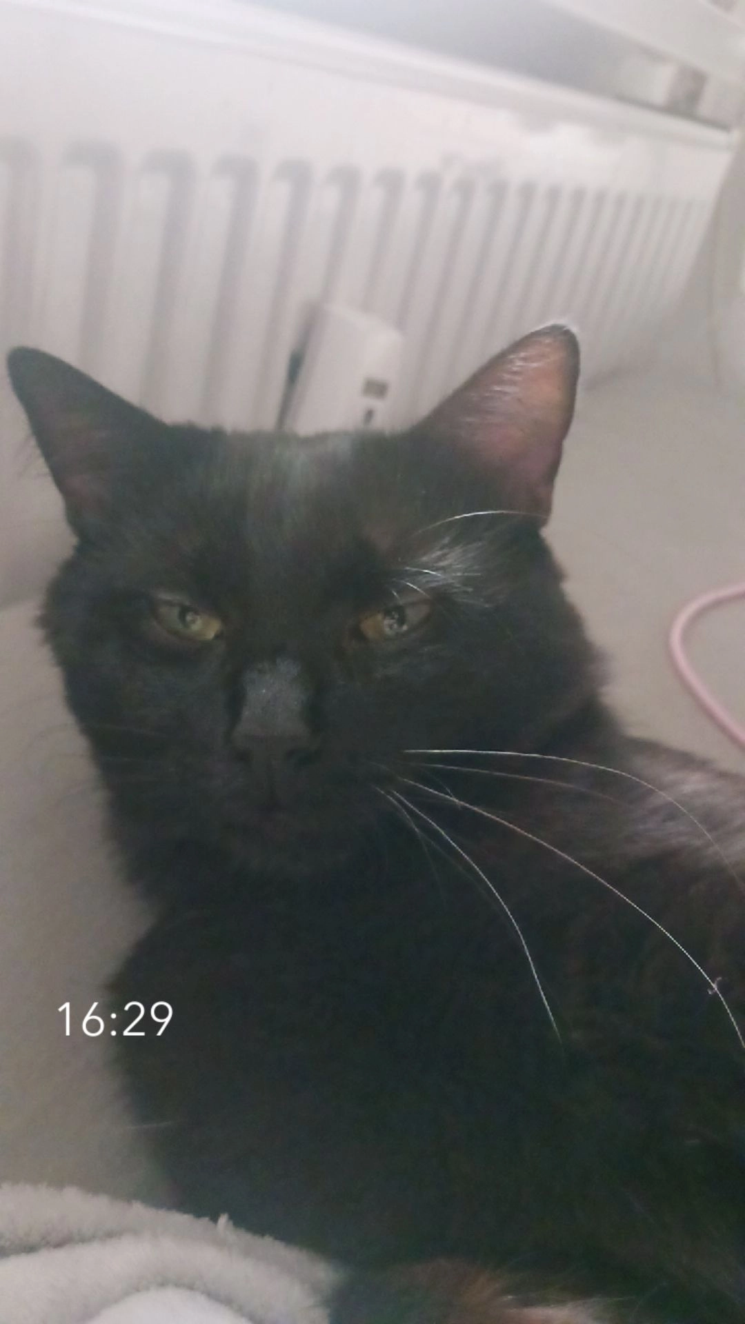 Batman - Wormser Straße, Frankenthal