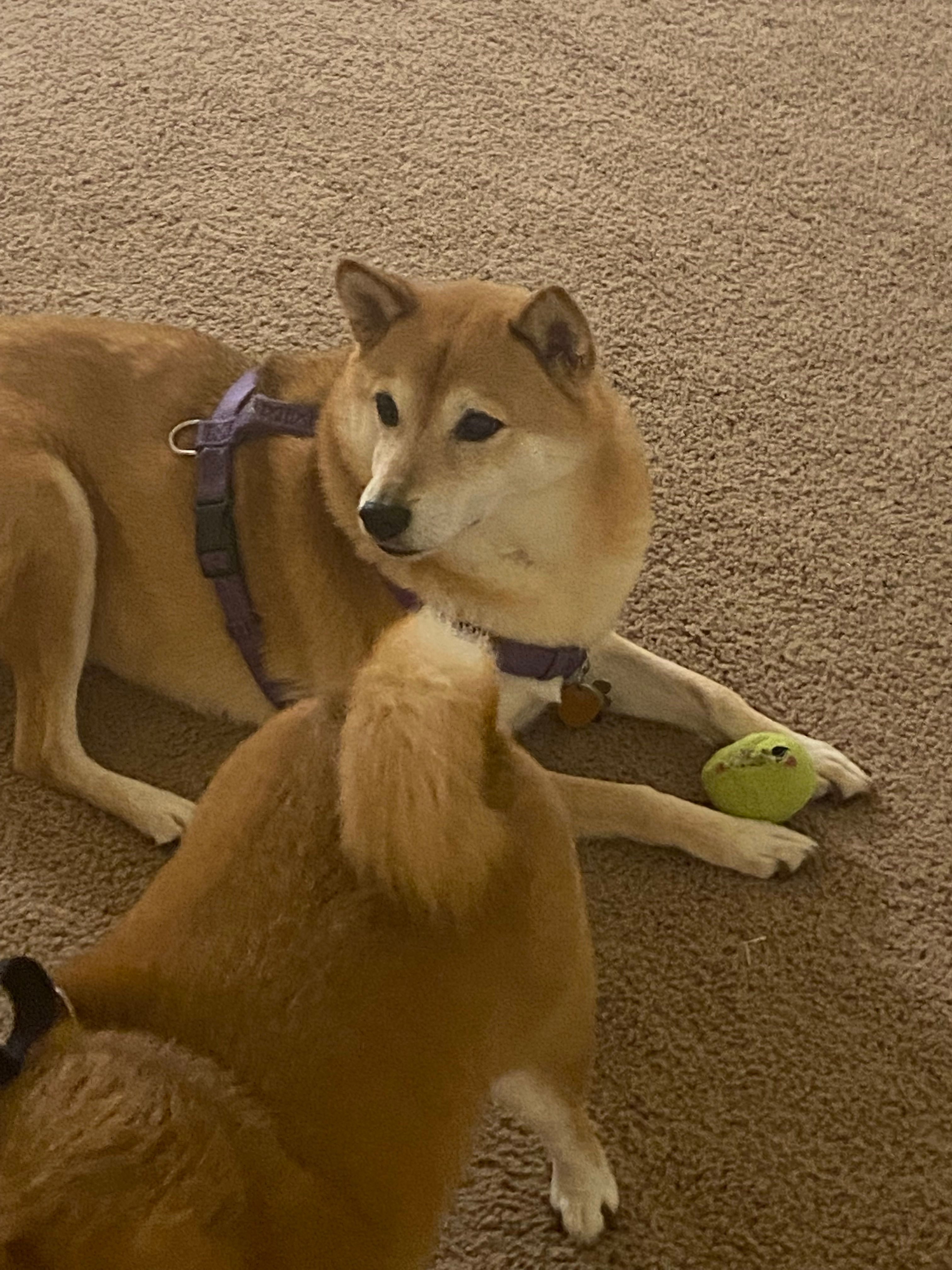 Lumen - Buchenweg, Raunheim