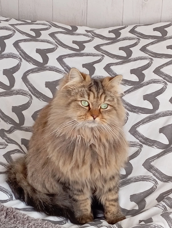 Tilou - 309 Avenue de Saint-Maurice, Palavas-les-Flots