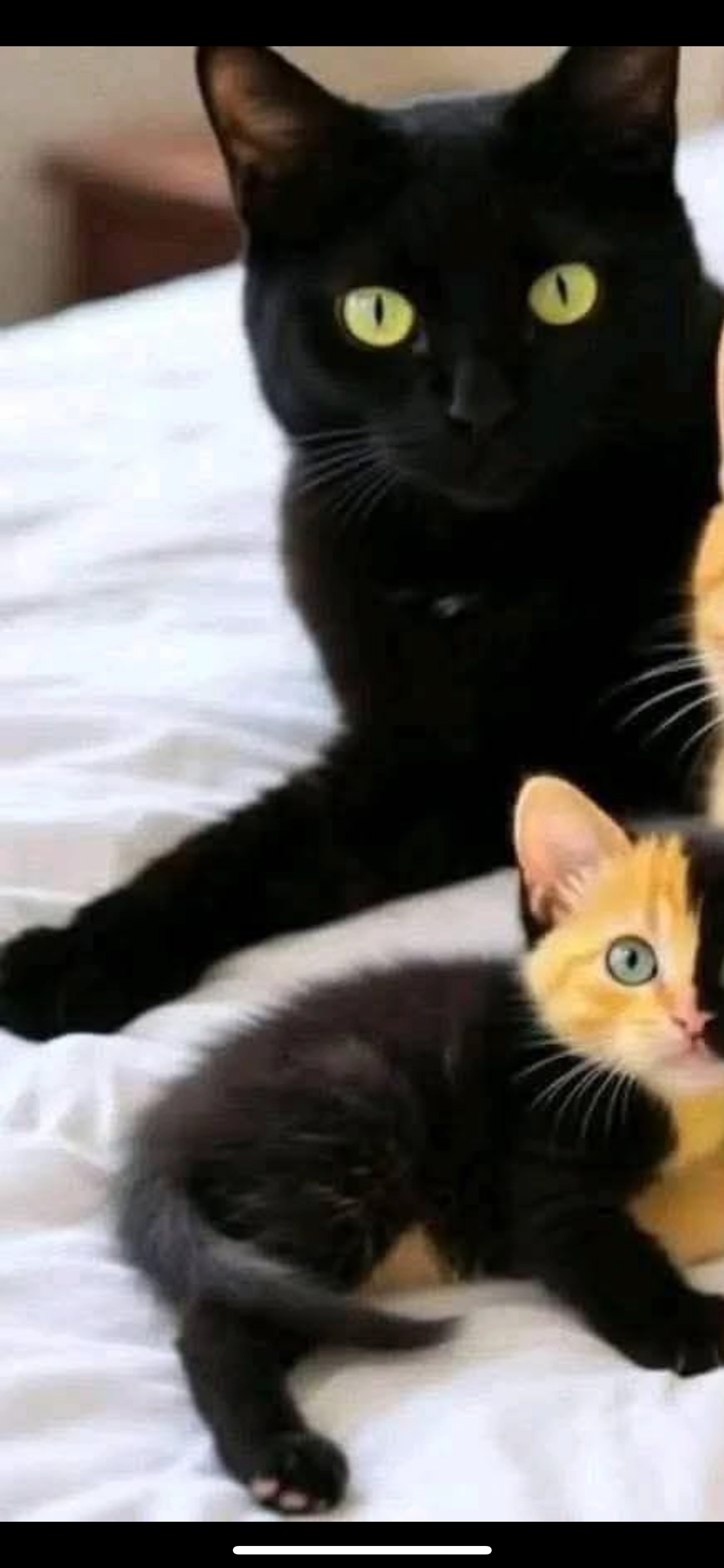 Luna - Breiter Weg, Wedel