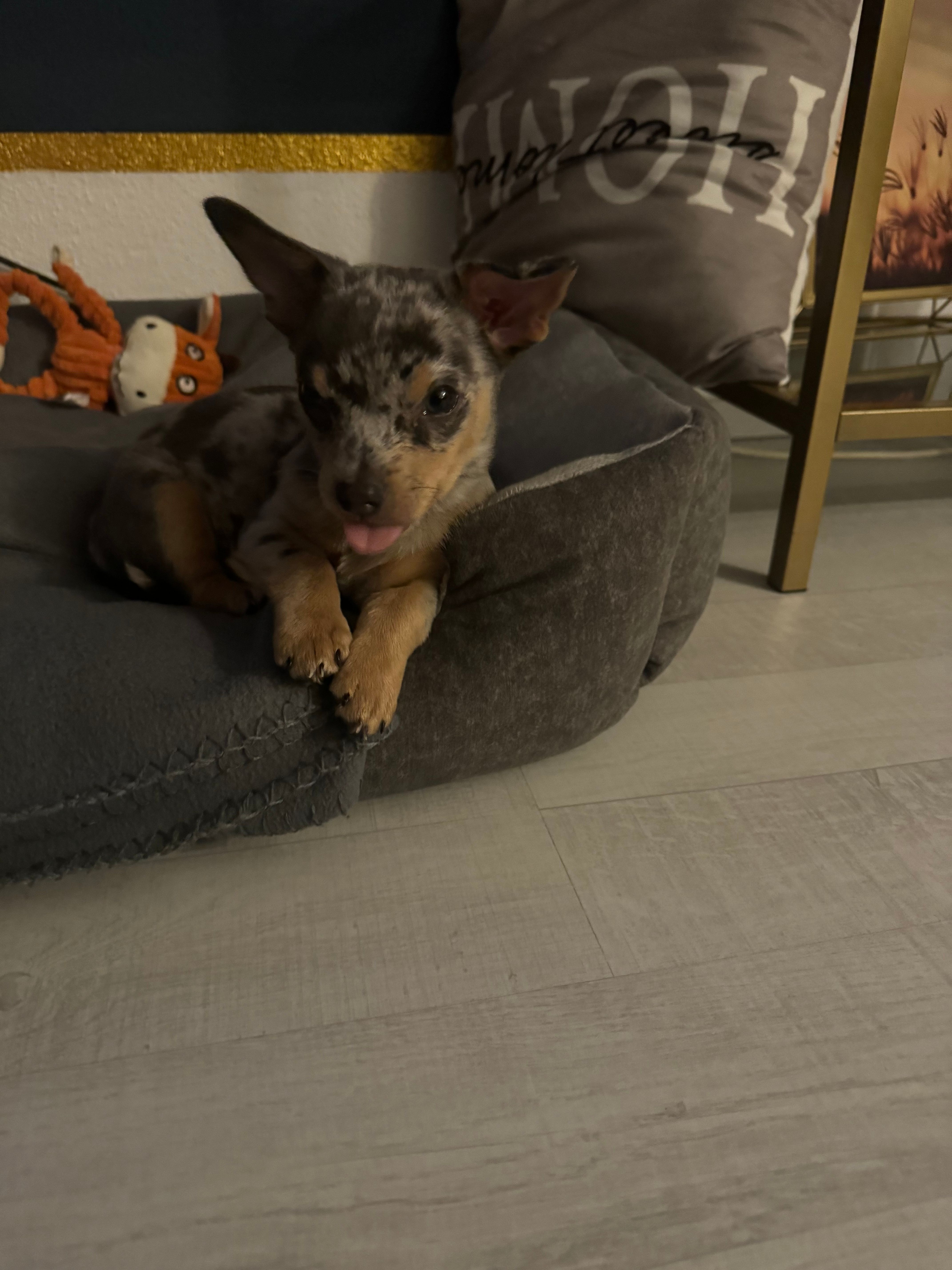 Coco - Pollinger Straße, Gilching