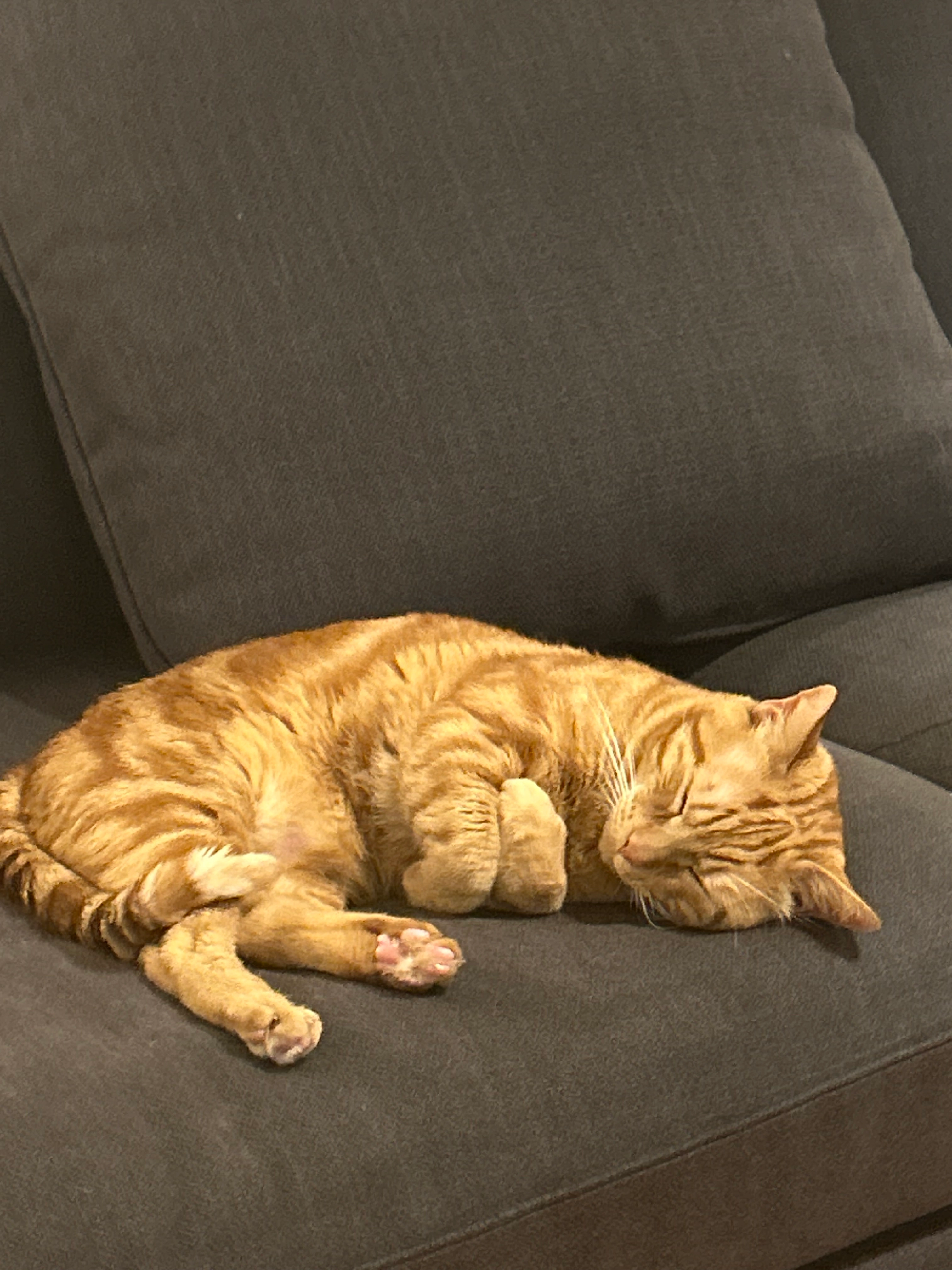 Rockette - Docteur Albert Schweitzer, Poissy