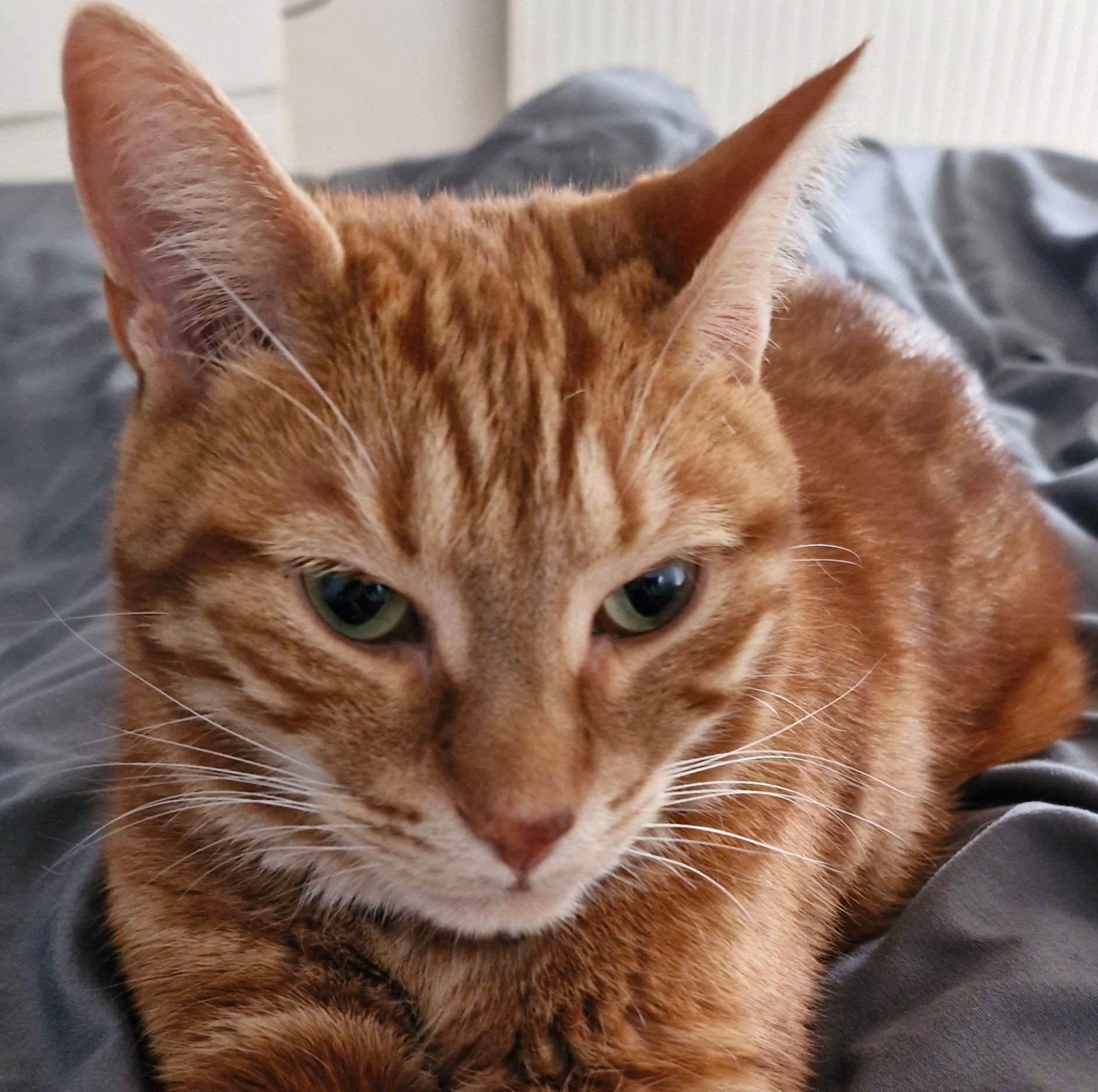 Magnus - 1 Rue de Bas Forêt, Courboin