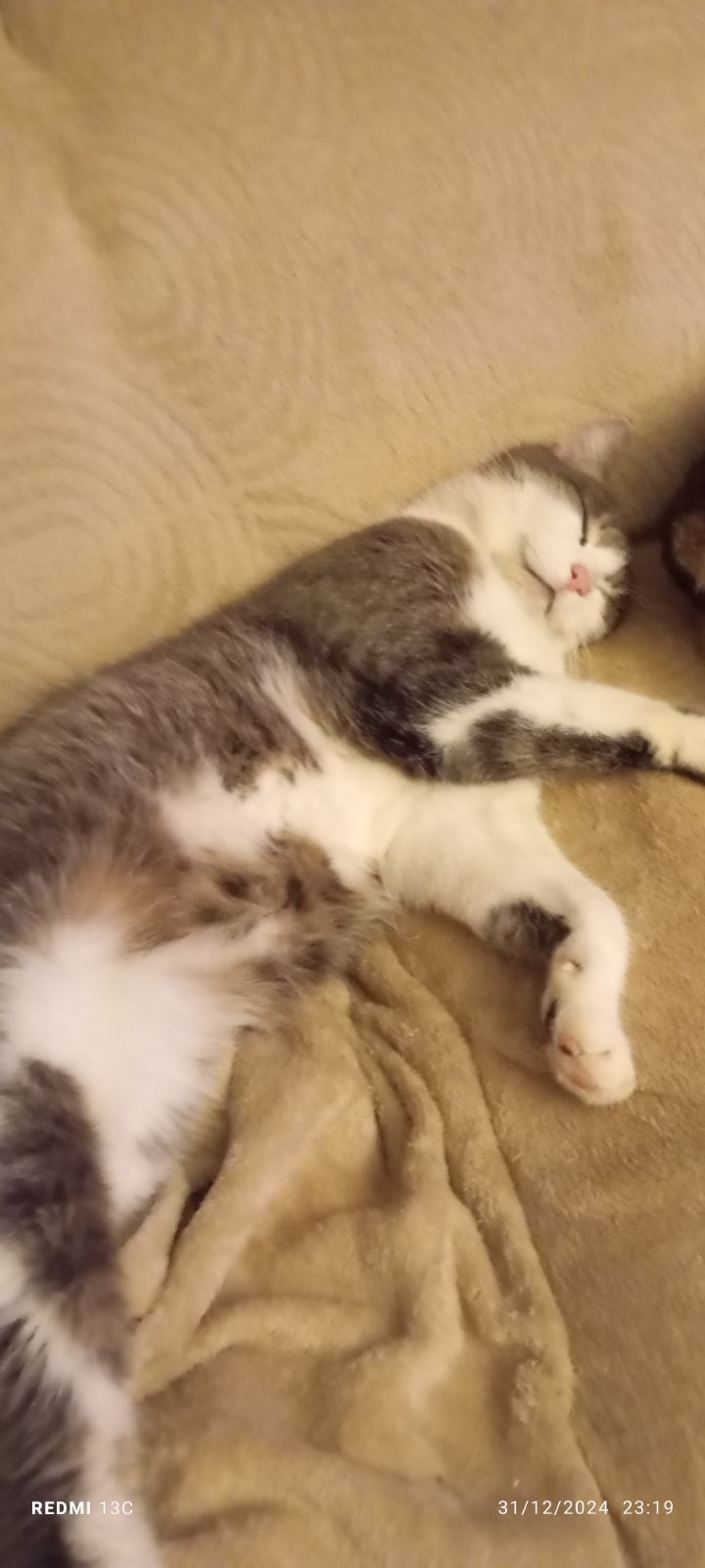 Pythagore  - 114 Impasse des Fougères, Lannemezan