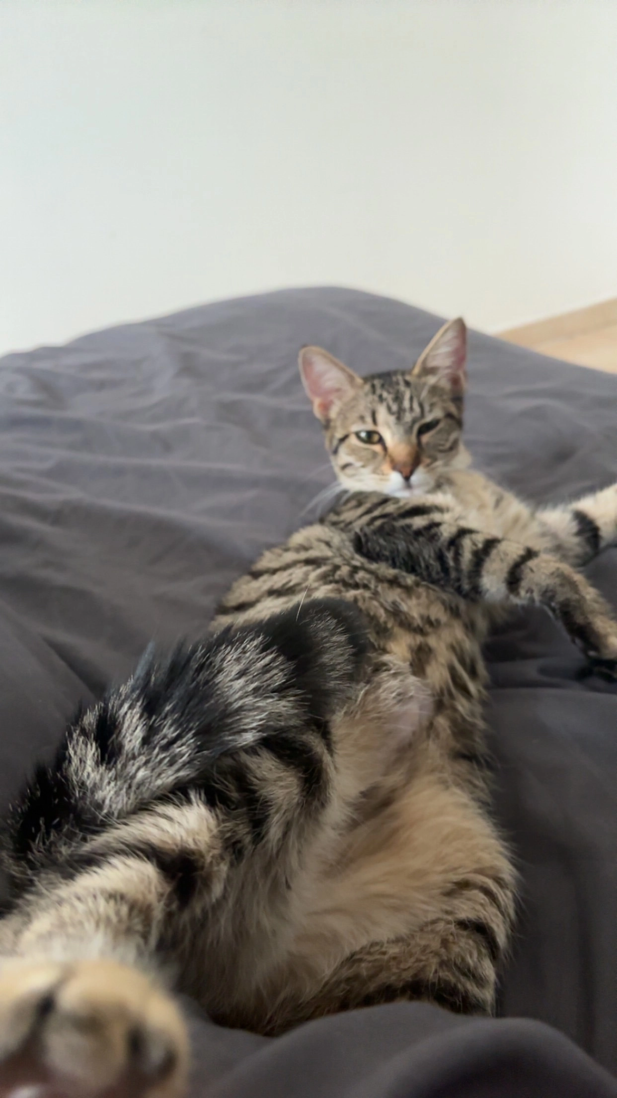 Glue  - Rue de la Verveine, Saint-Martin-de-Crau