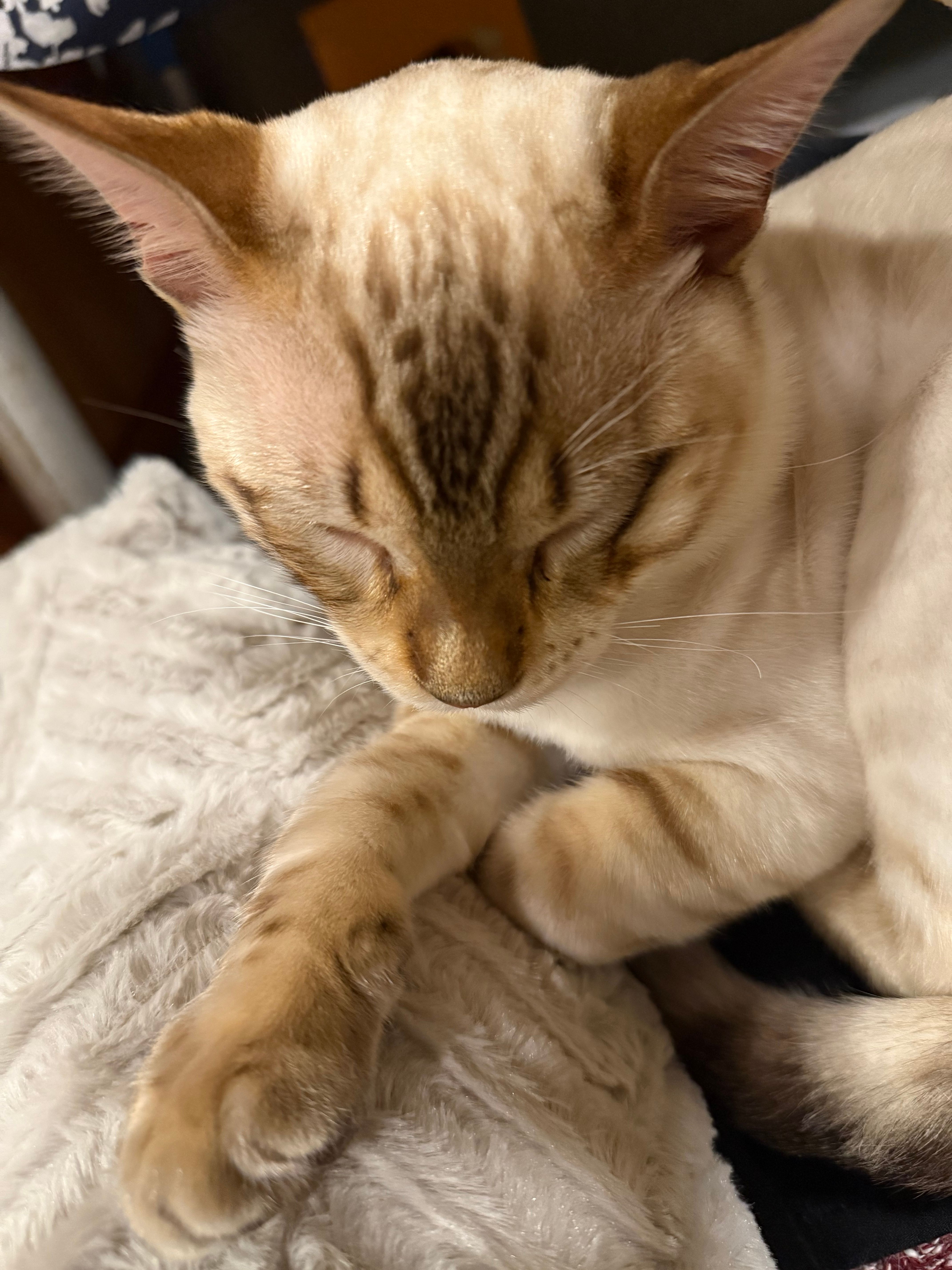 Mittha  - Hours, Asté