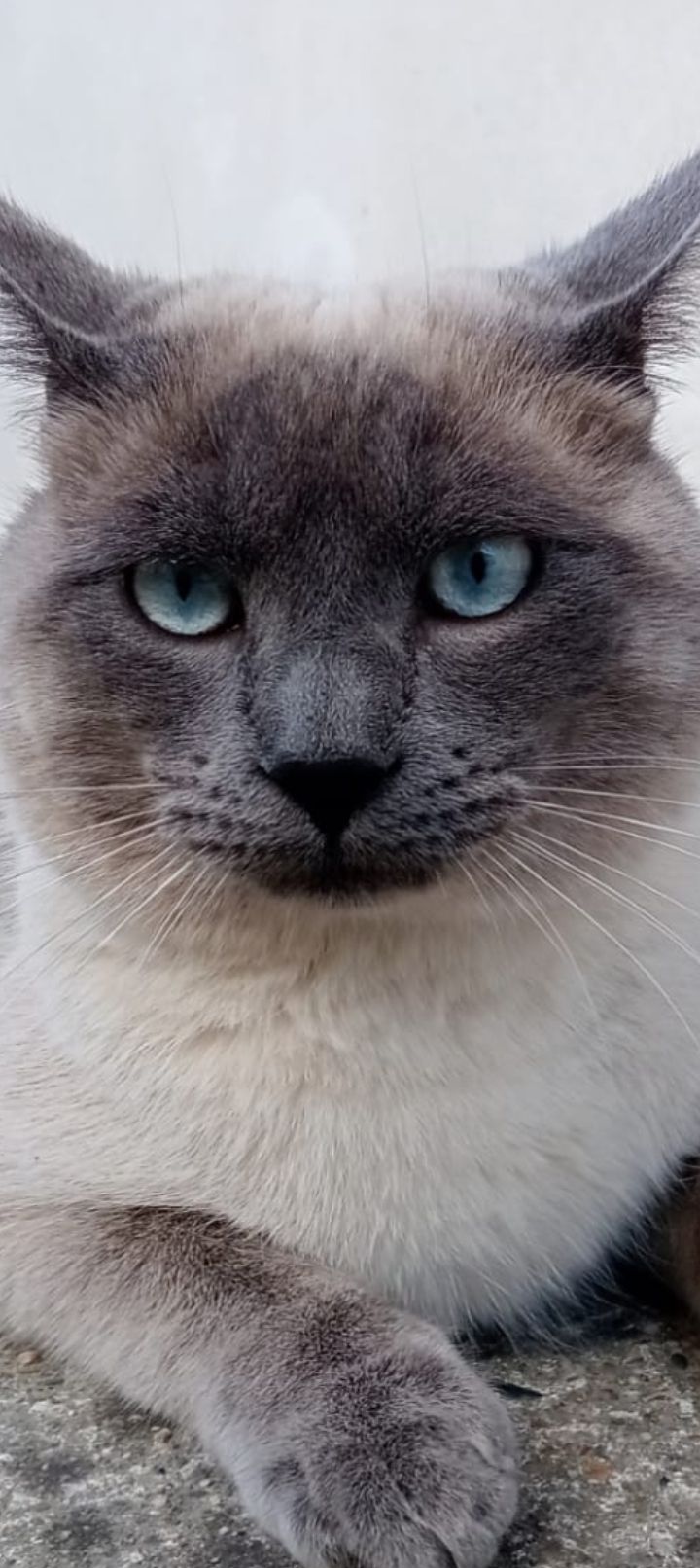 Némo  - 2 Allée du Parc Chabaud, Agen