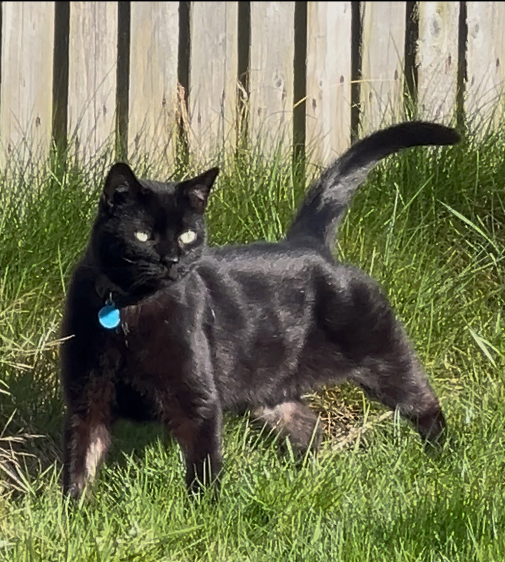 Batfink - 40 Burnside Avenue, Skipton