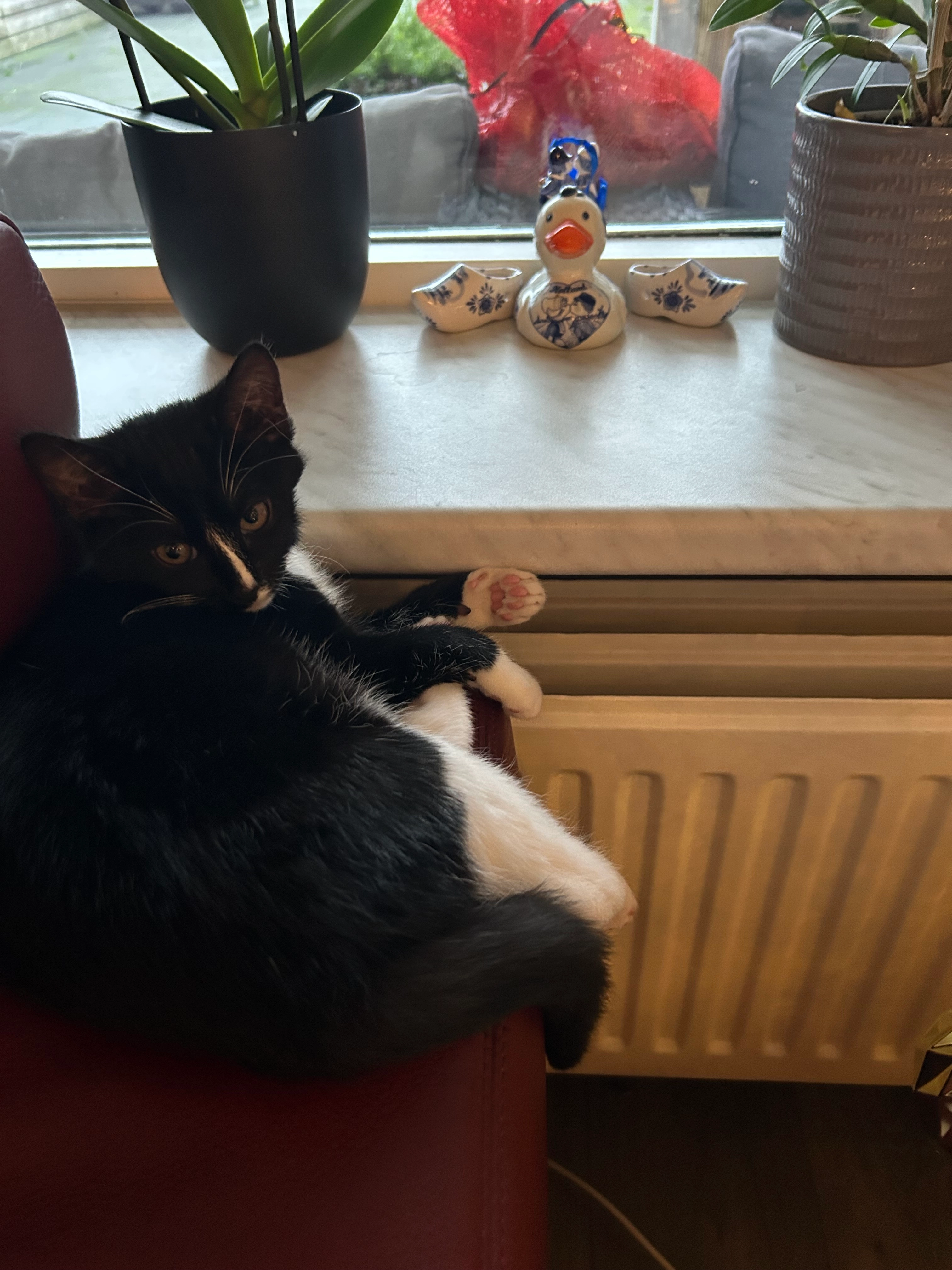 Luna - De Veste 16, Lelystad