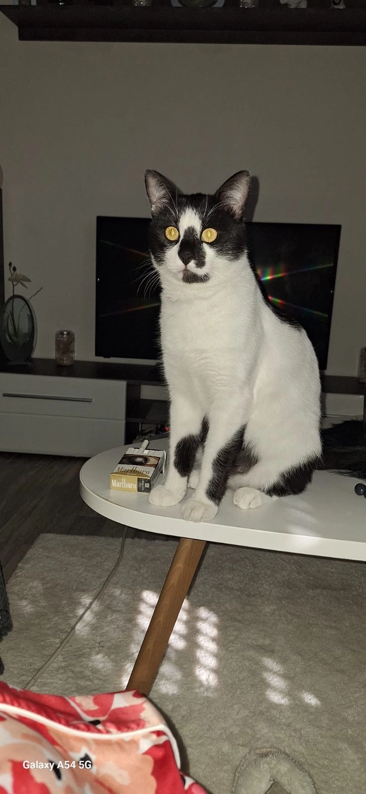 Aleks  - Berliner Straße, Ludwigshafen am Rhein