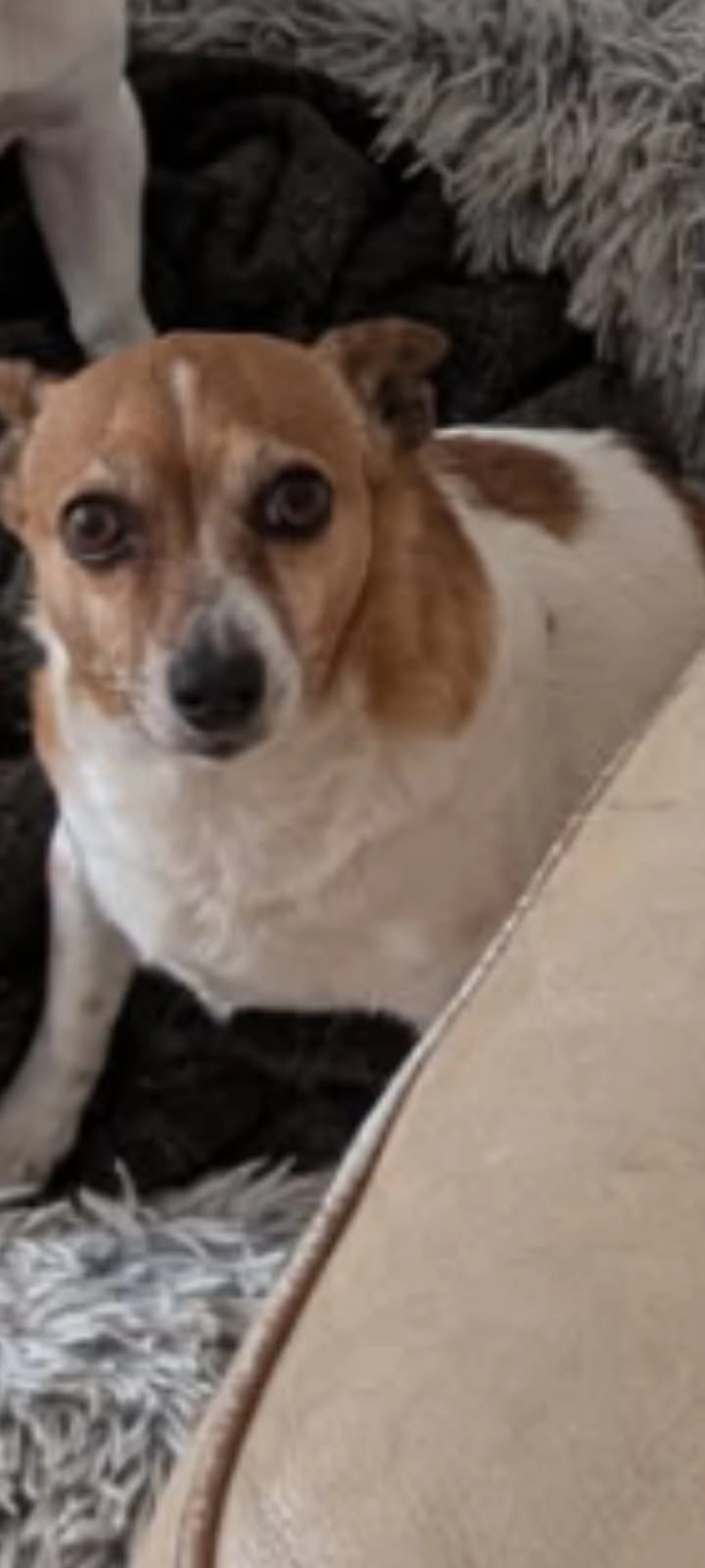 Flora - Rue du Bois Belin, Anglet