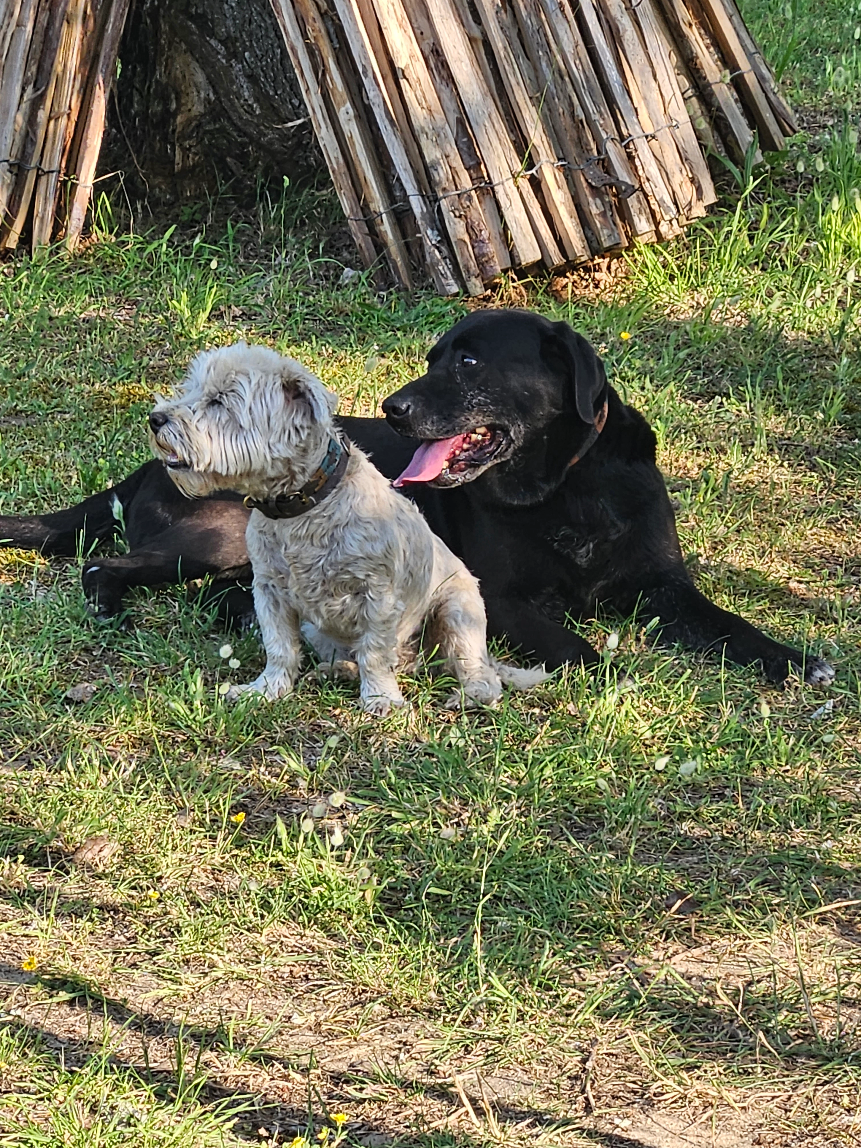 Nicos et joker 2 chiens - Route De Challans, Bois-de-Céné