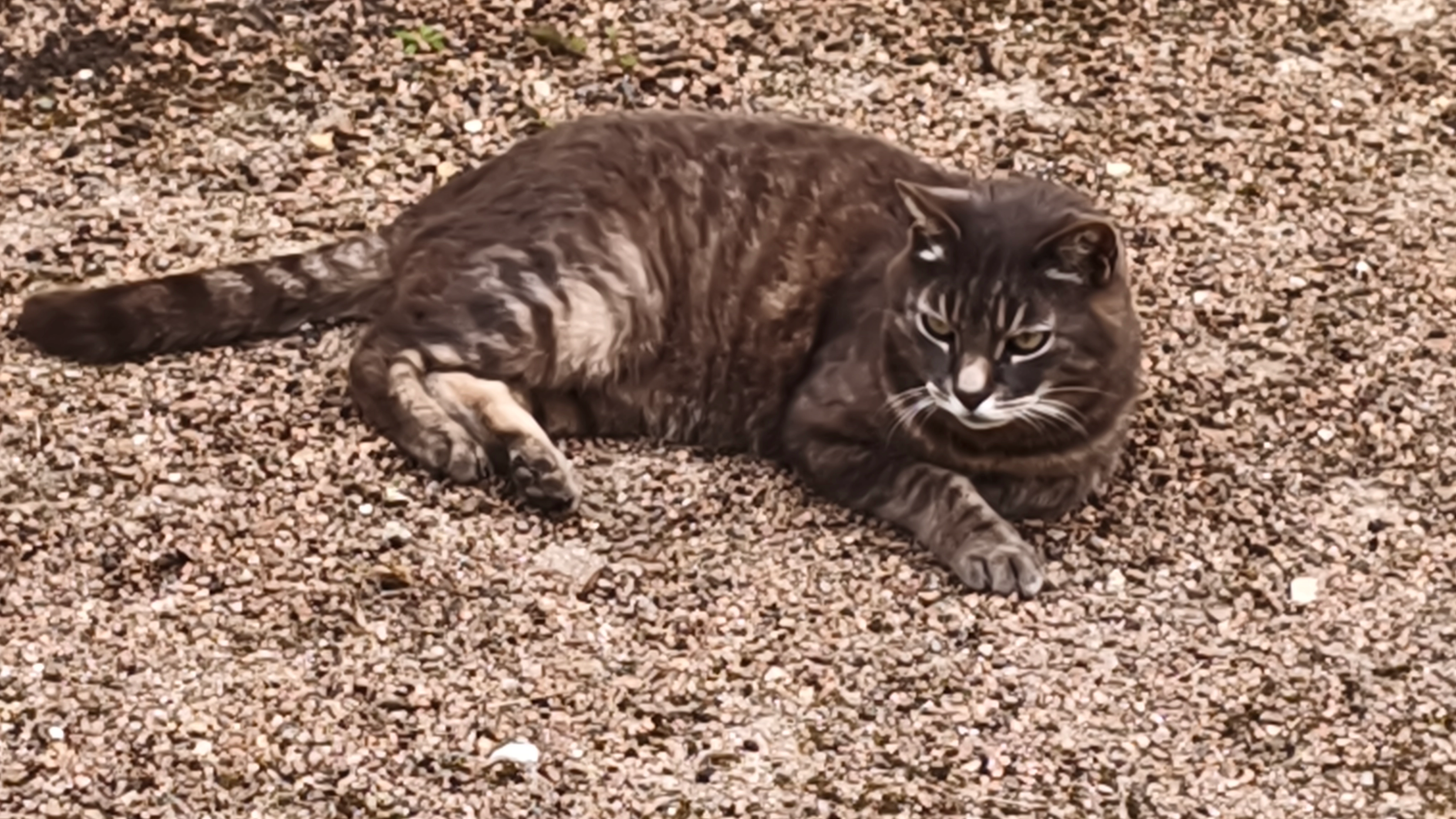Grisouille - Route De Saint-Usuge, Simard