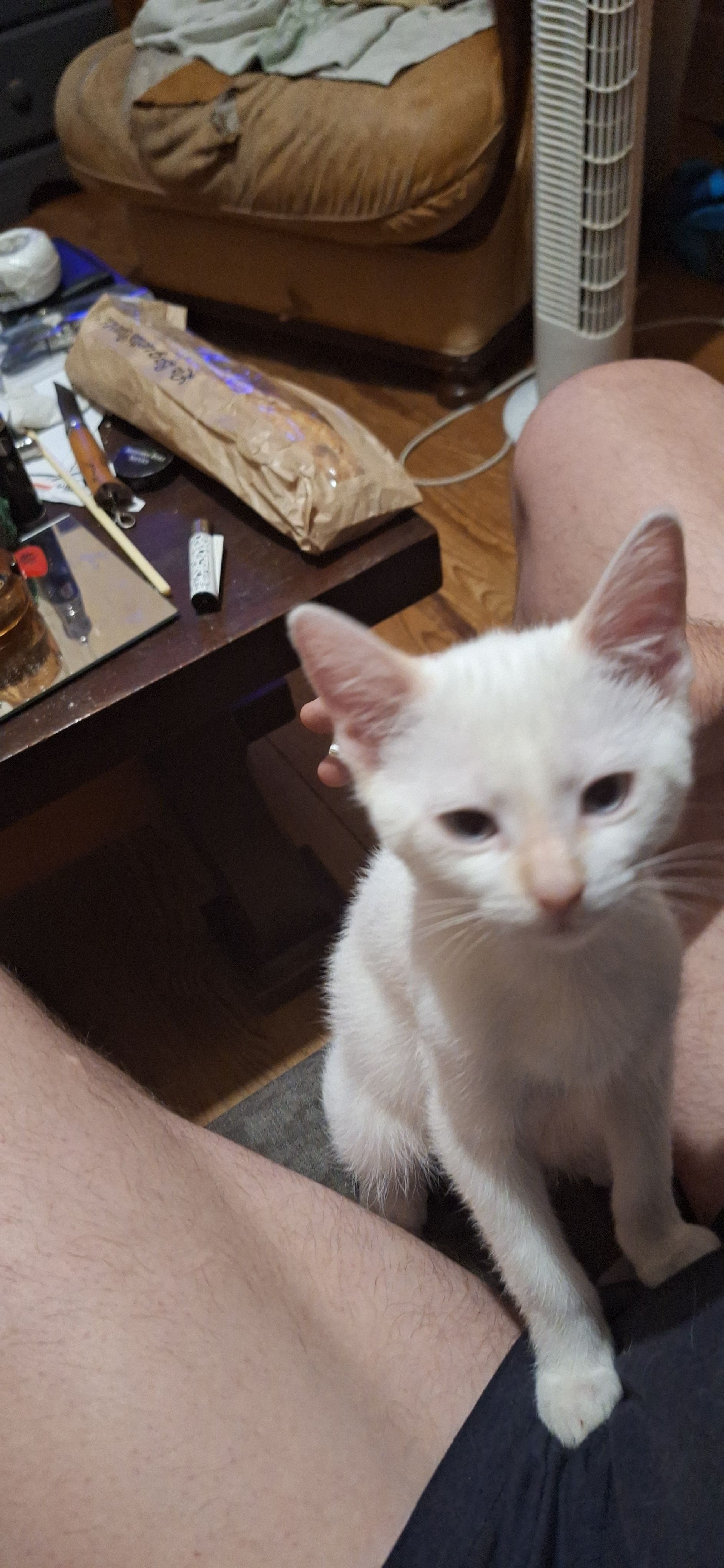 ICE - Rue Jean-François Guyot, Quimper