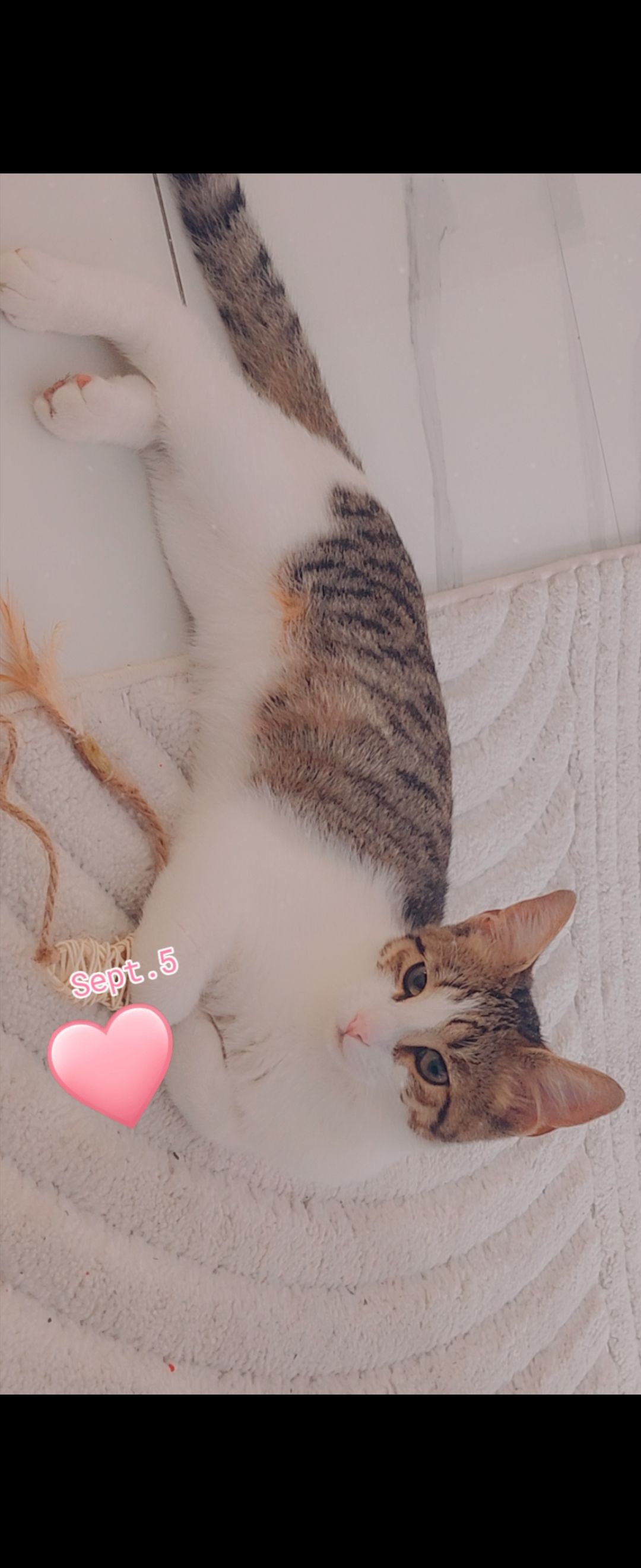 Ik hem men katte kvaet  - 09-27 15, Yeni