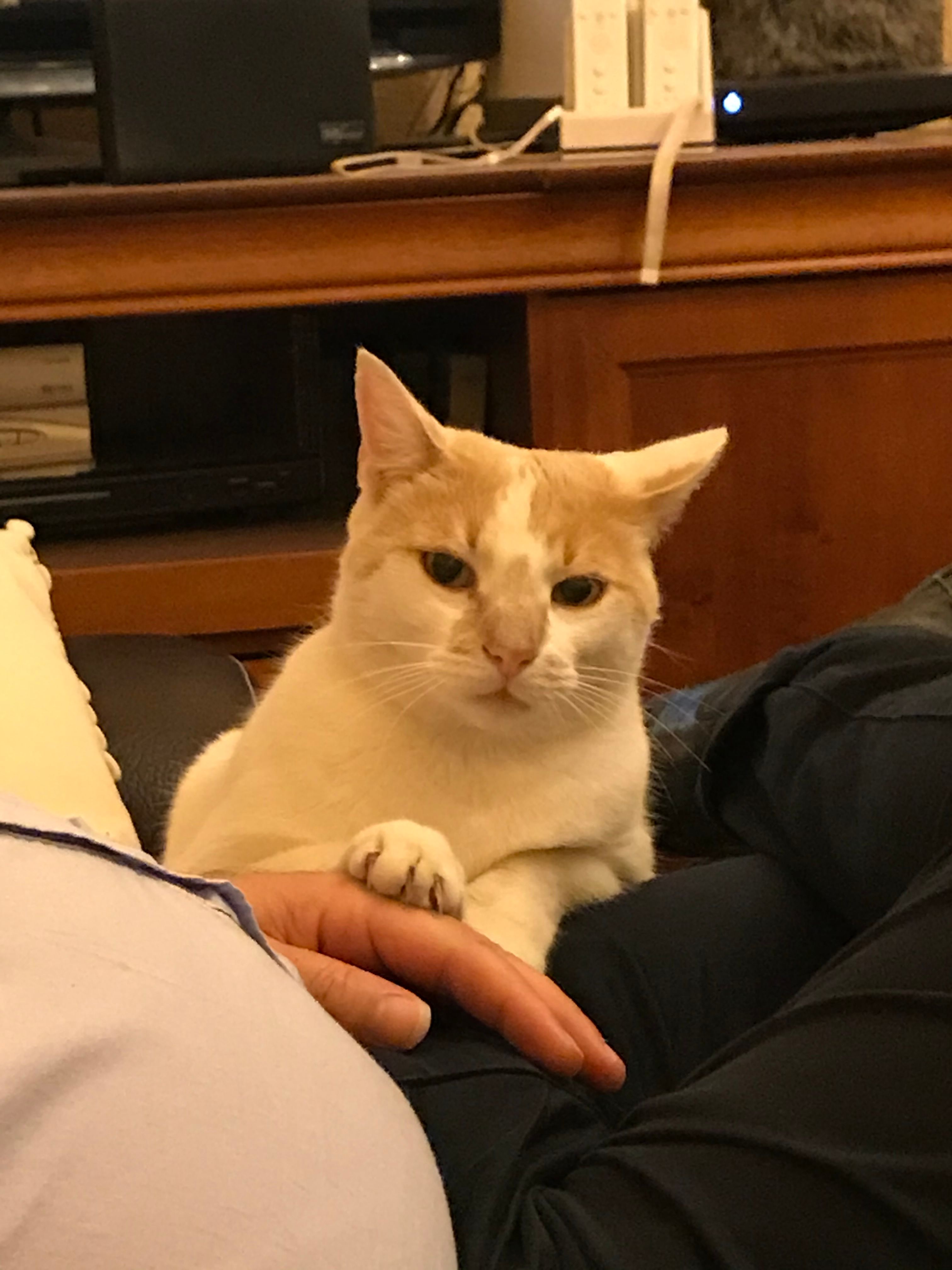 Léonard - 6 Route de Fabrègues, Cournonterral