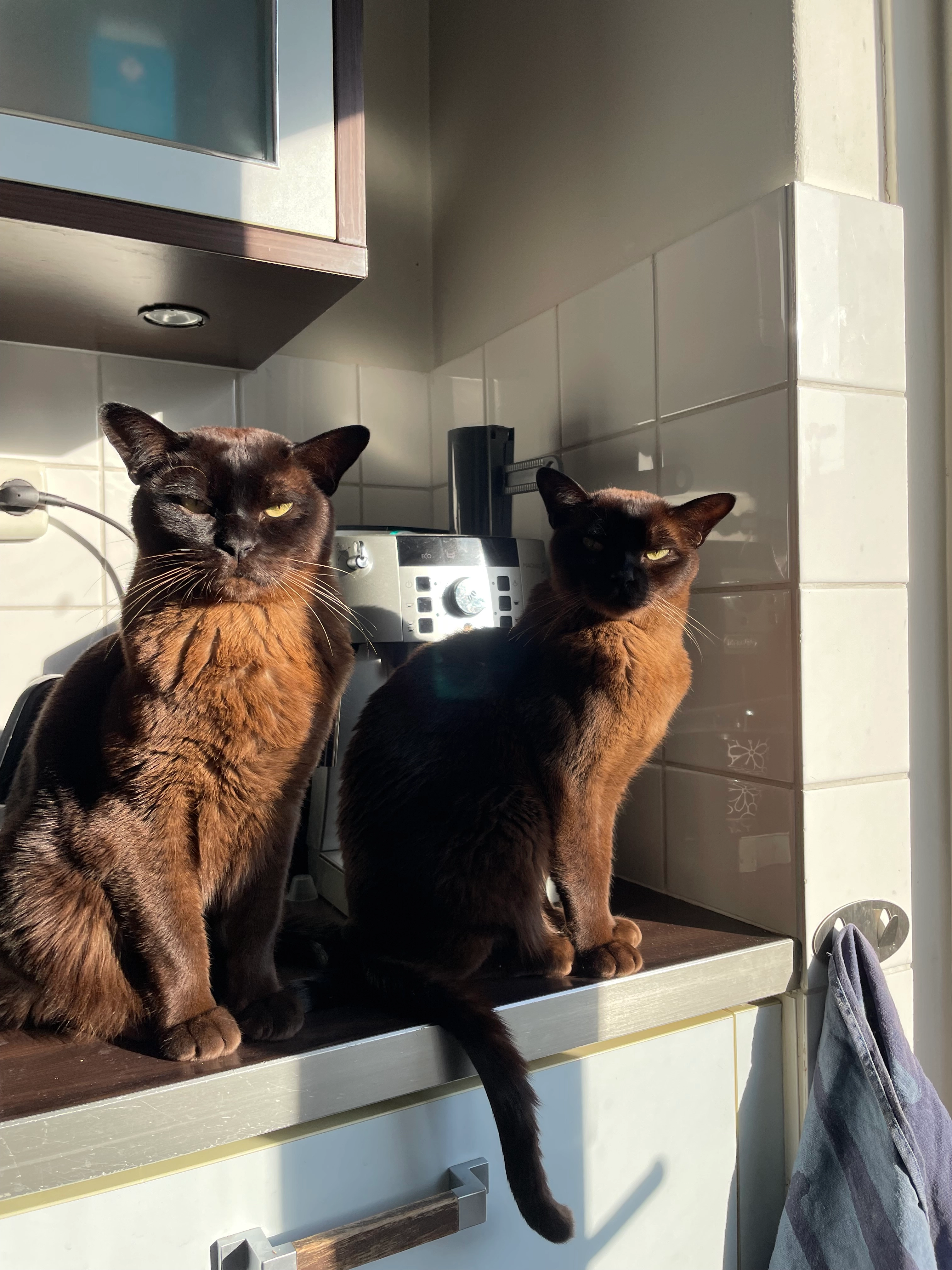 Binq - Gobatstraat, Castricum