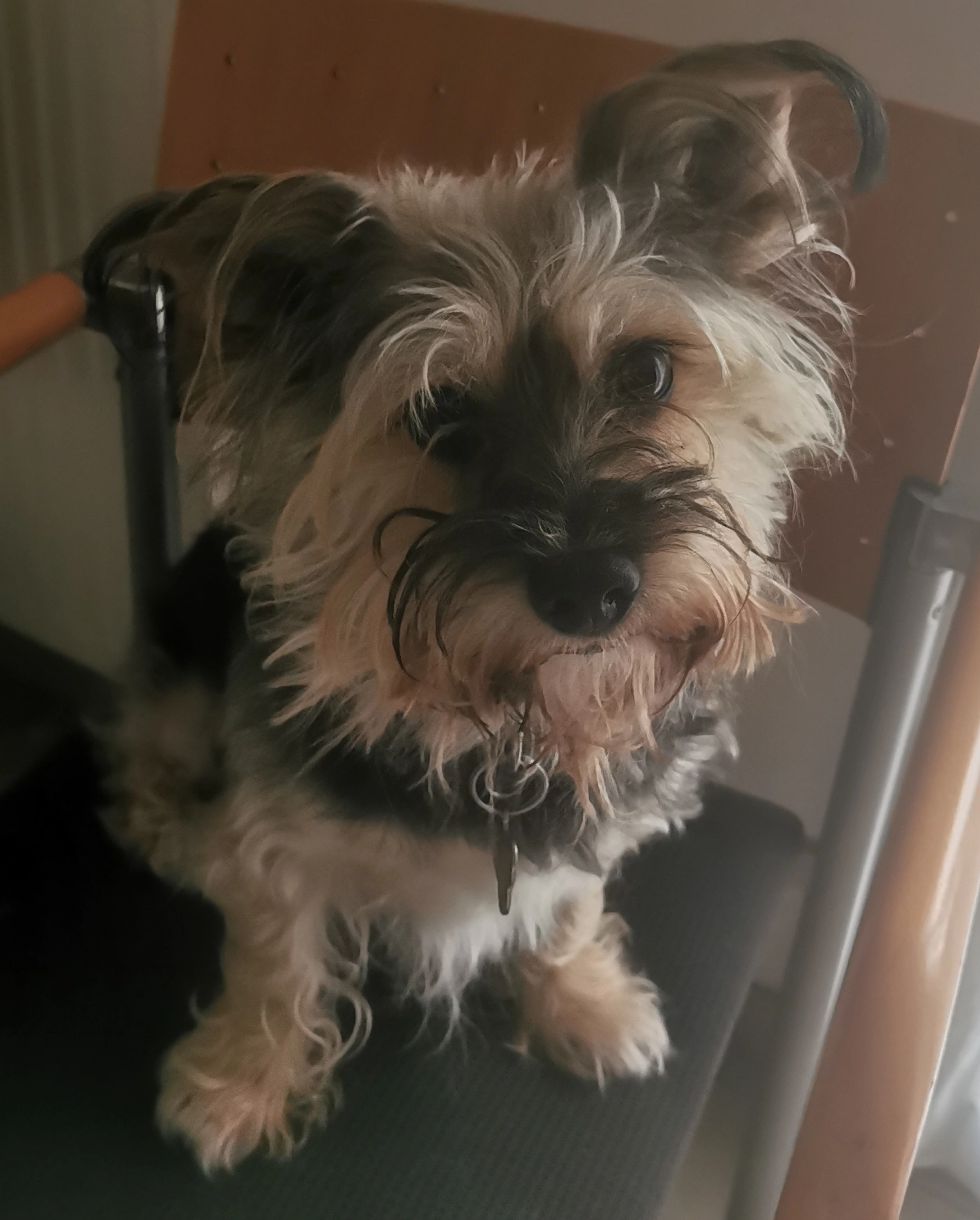 Blacky - Rue du Comte Émery, Metz