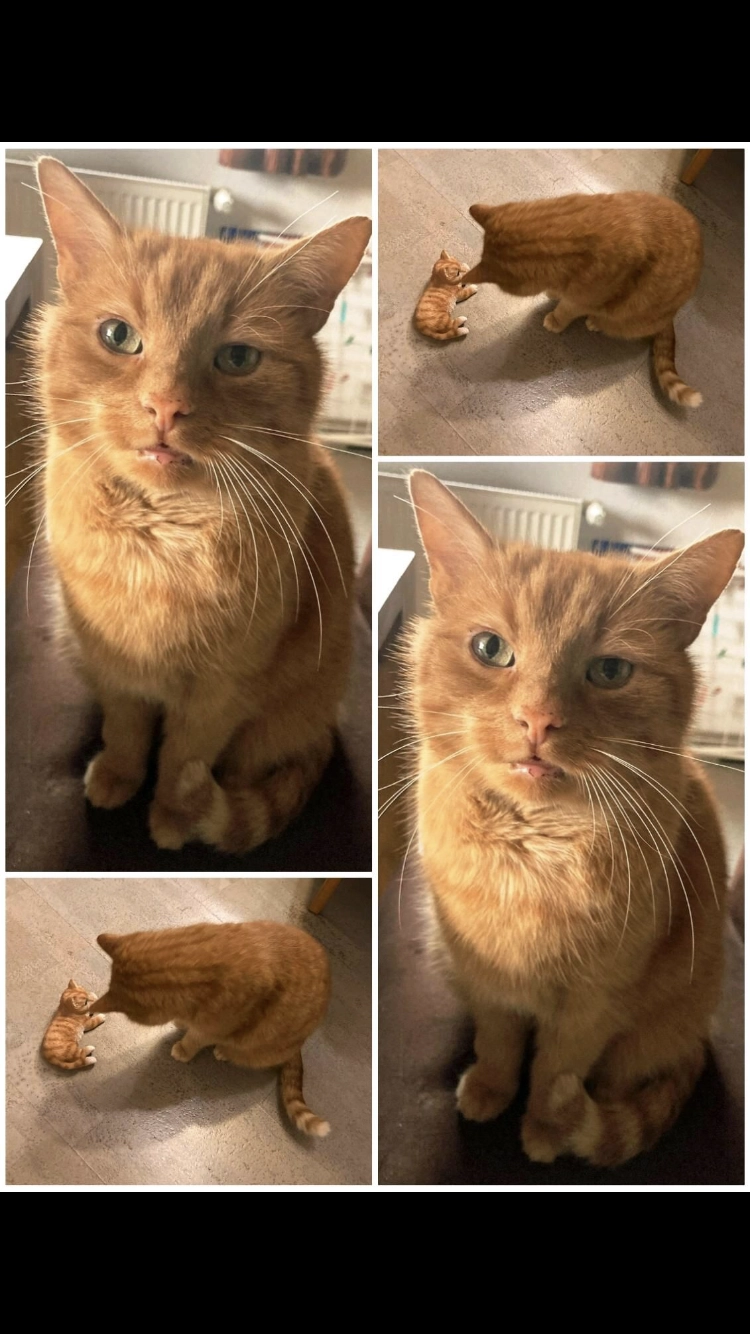 Edi - Laub, Mähring