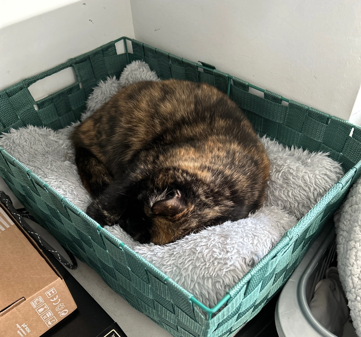 Molly - Rue de la Terre Noire, Pétange