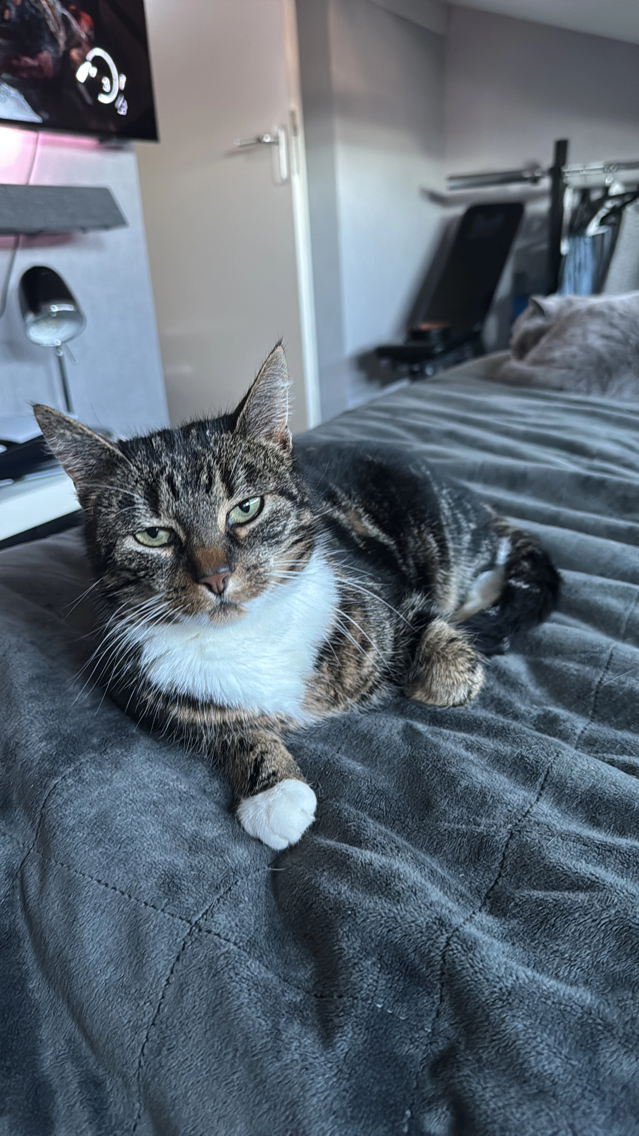 Poes - Minstreellaan, Oostvoorne