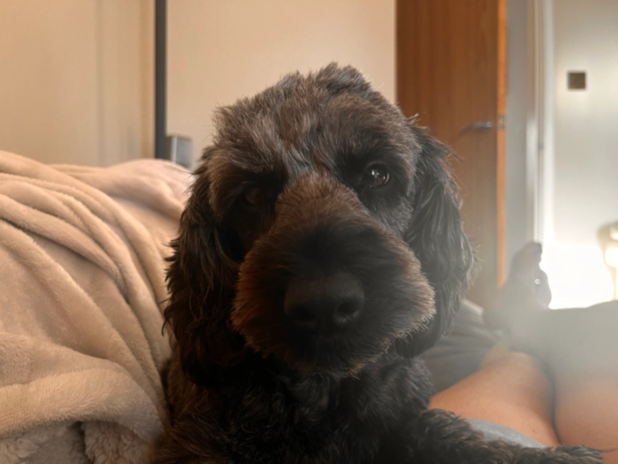 Lottie - Hall Park Close, Leeds