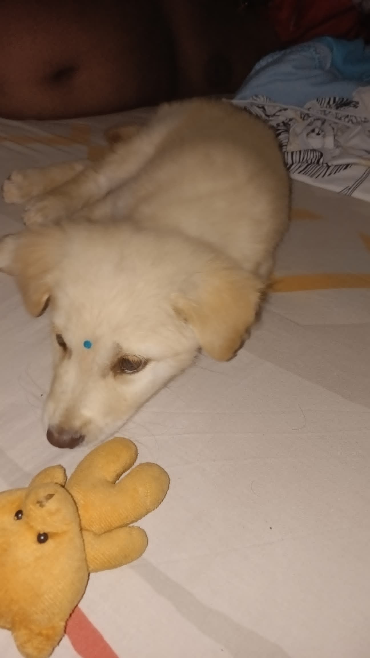 Charmander  - 80200, Johor Bahru